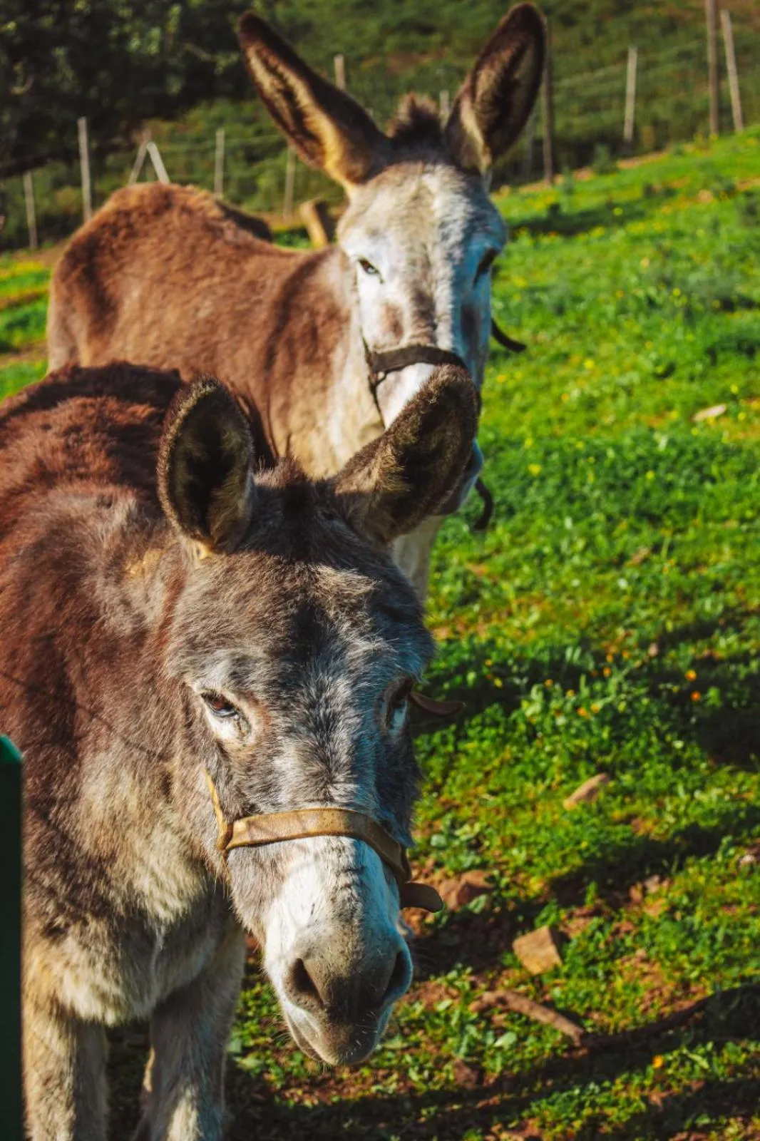 Monte Do Malhao - Art, Eco & Spa