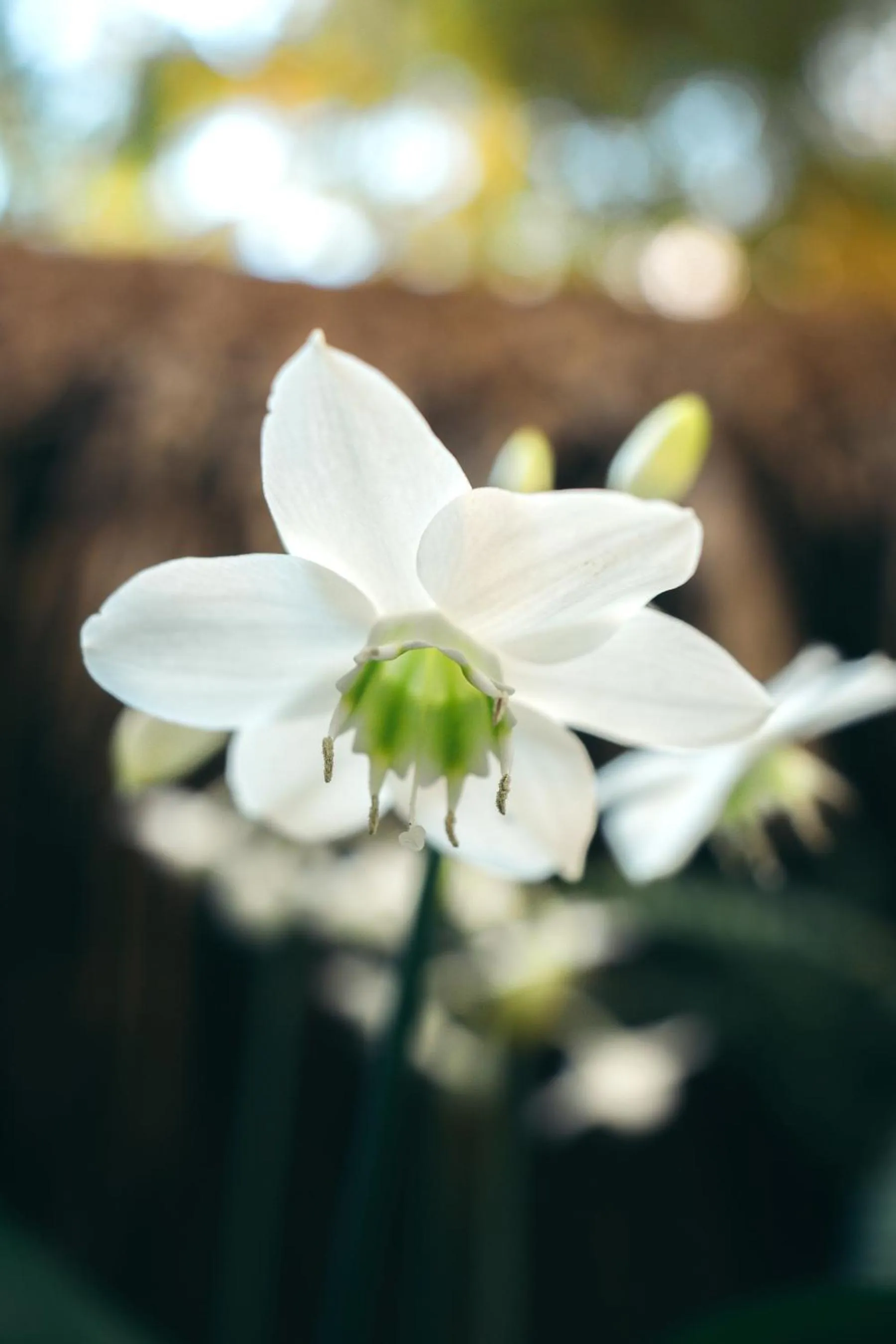 Junto al Rio Bungalows & Suites