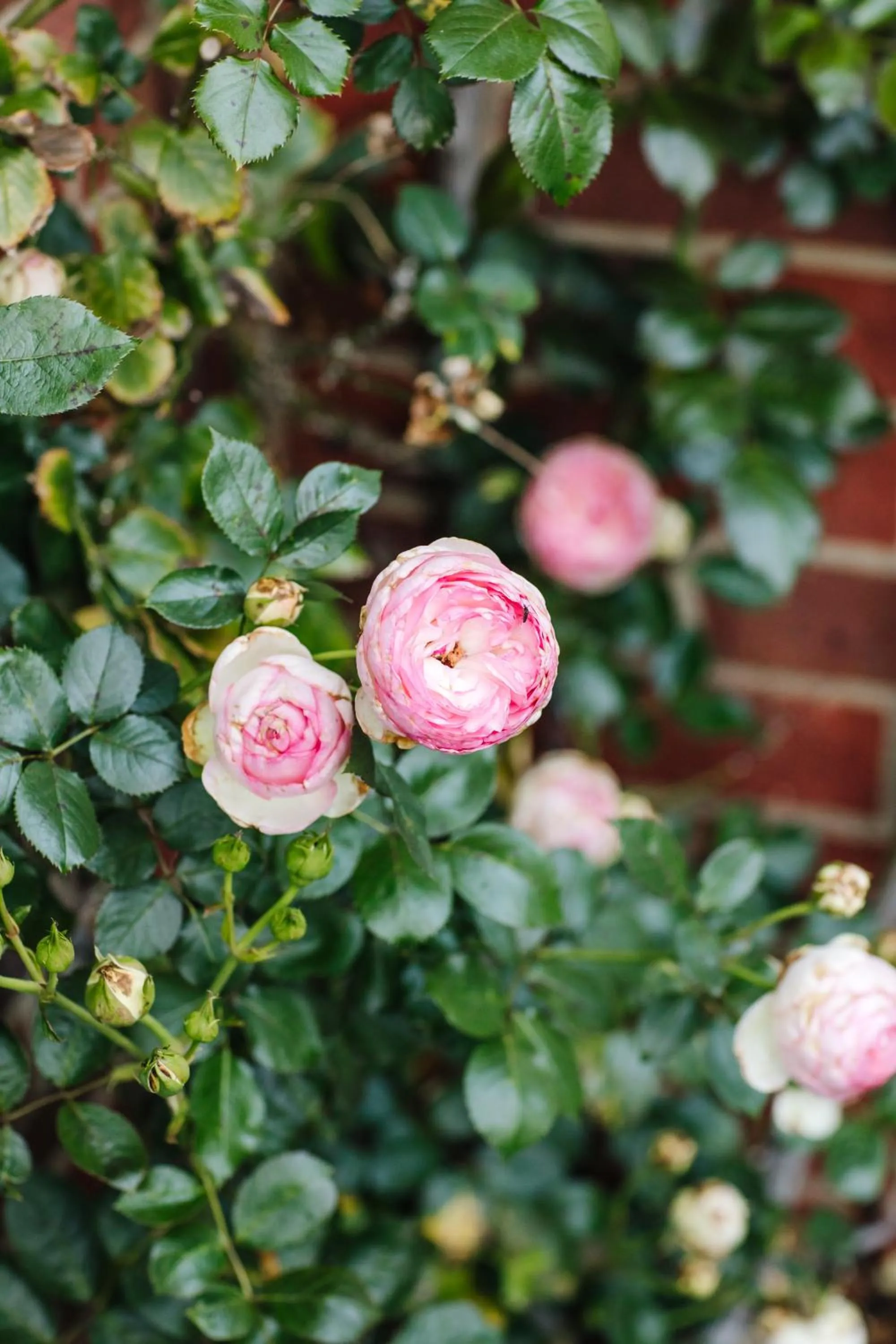 Garden in Mansi on Raymond