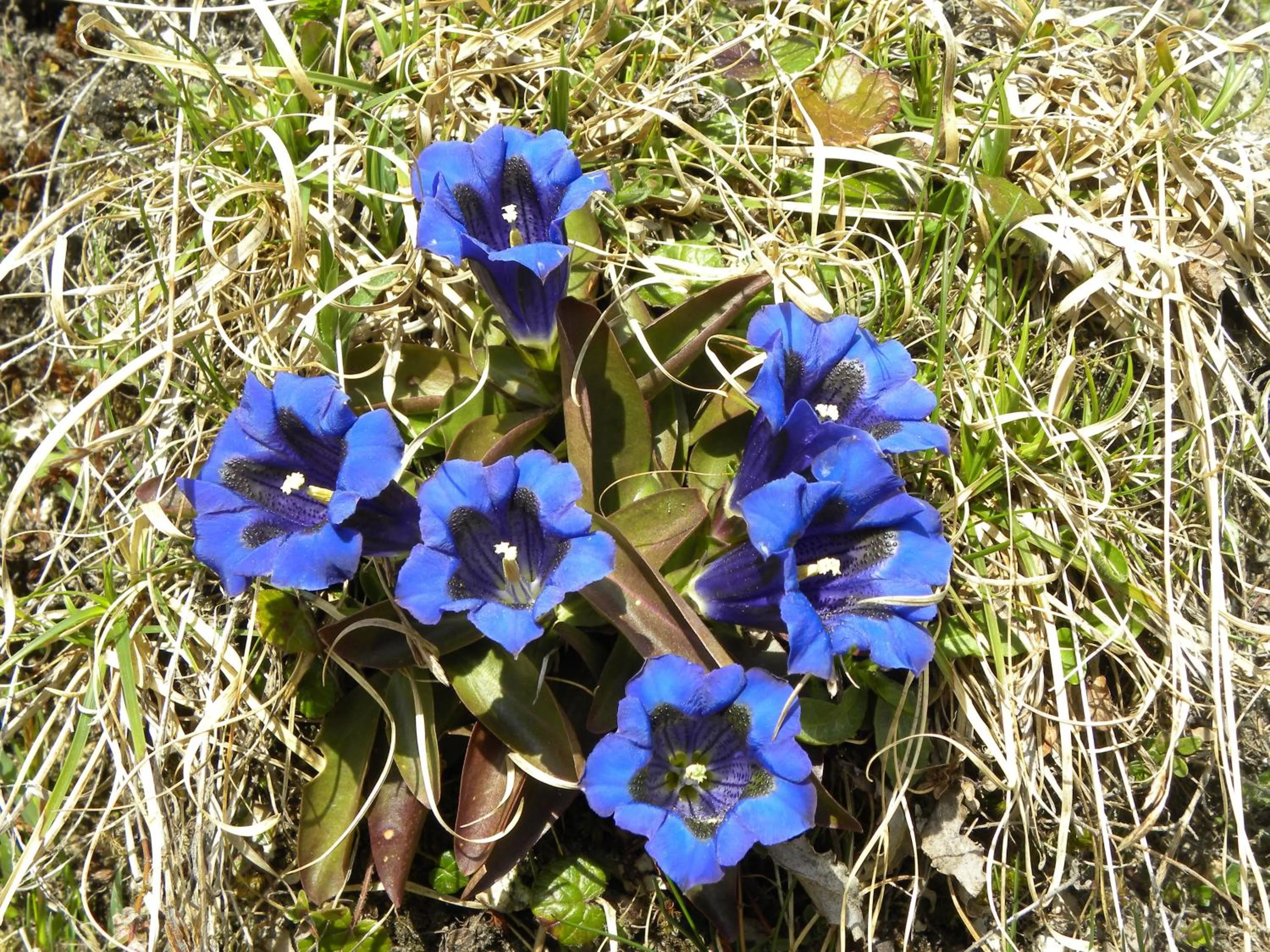 Garden in Hotel Restaurant Walliser Sonne