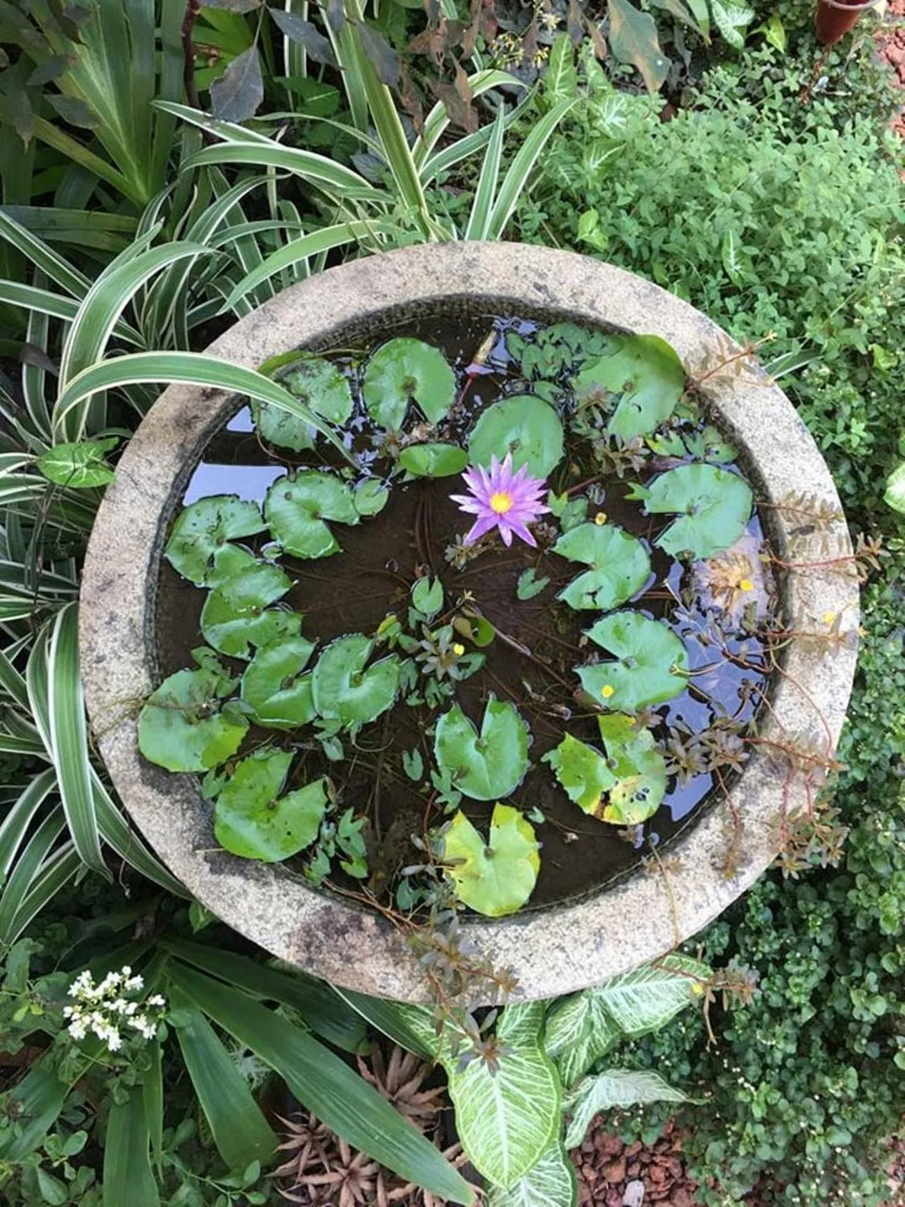 Garden in Sergeant House Boutique Villa & Private Beach