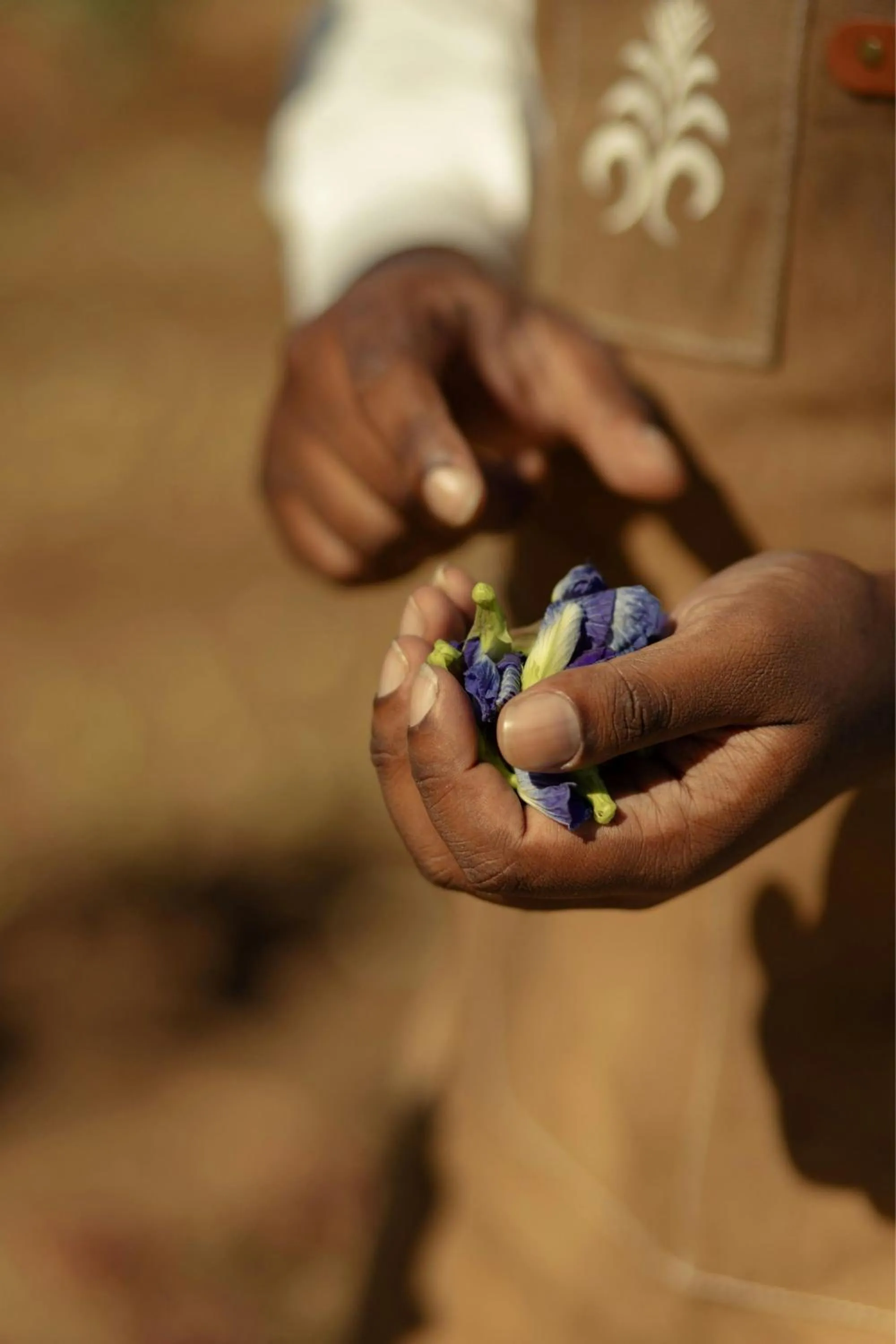 Other in The Westin Turtle Bay Resort & Spa, Mauritius