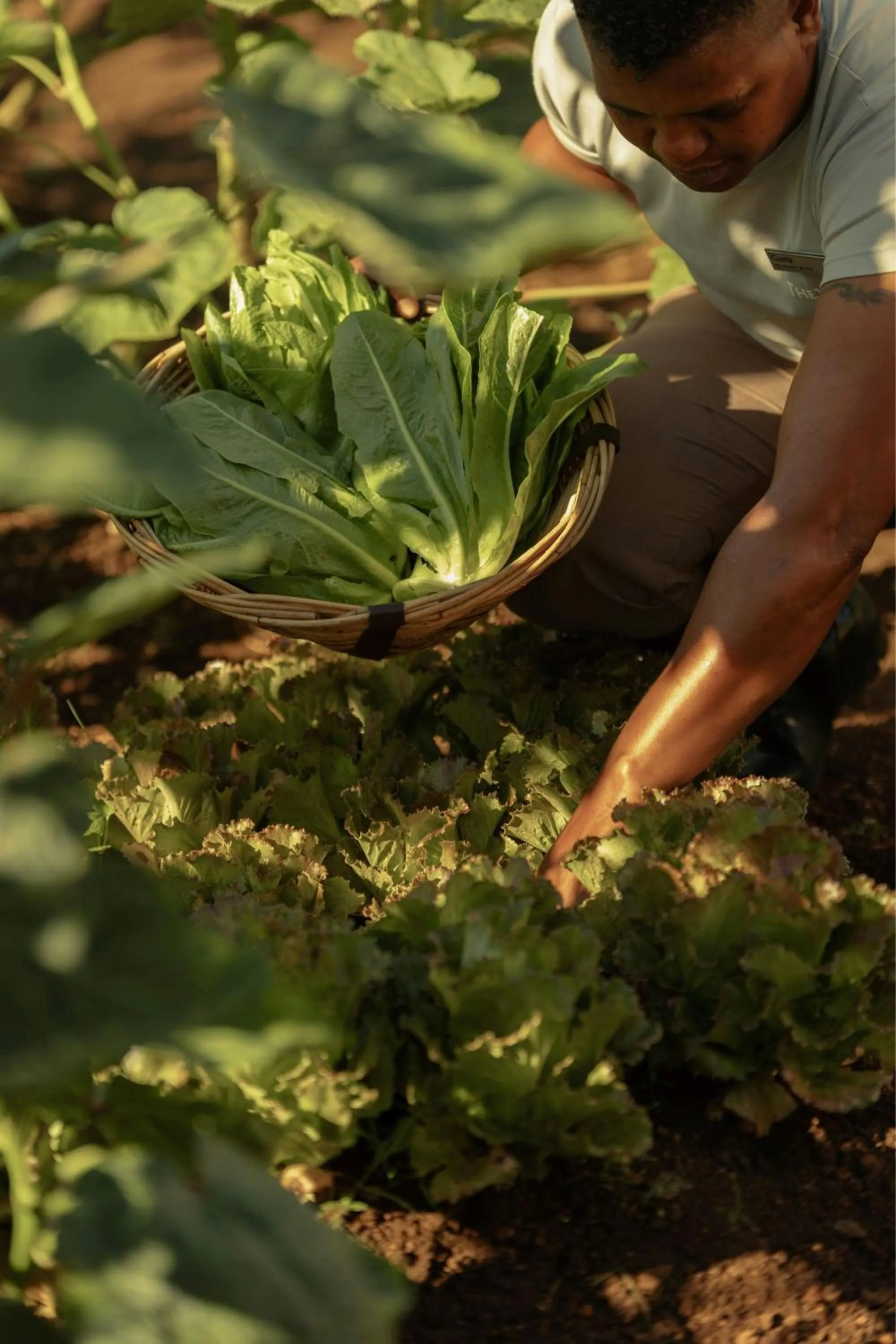 Other in The Westin Turtle Bay Resort & Spa, Mauritius