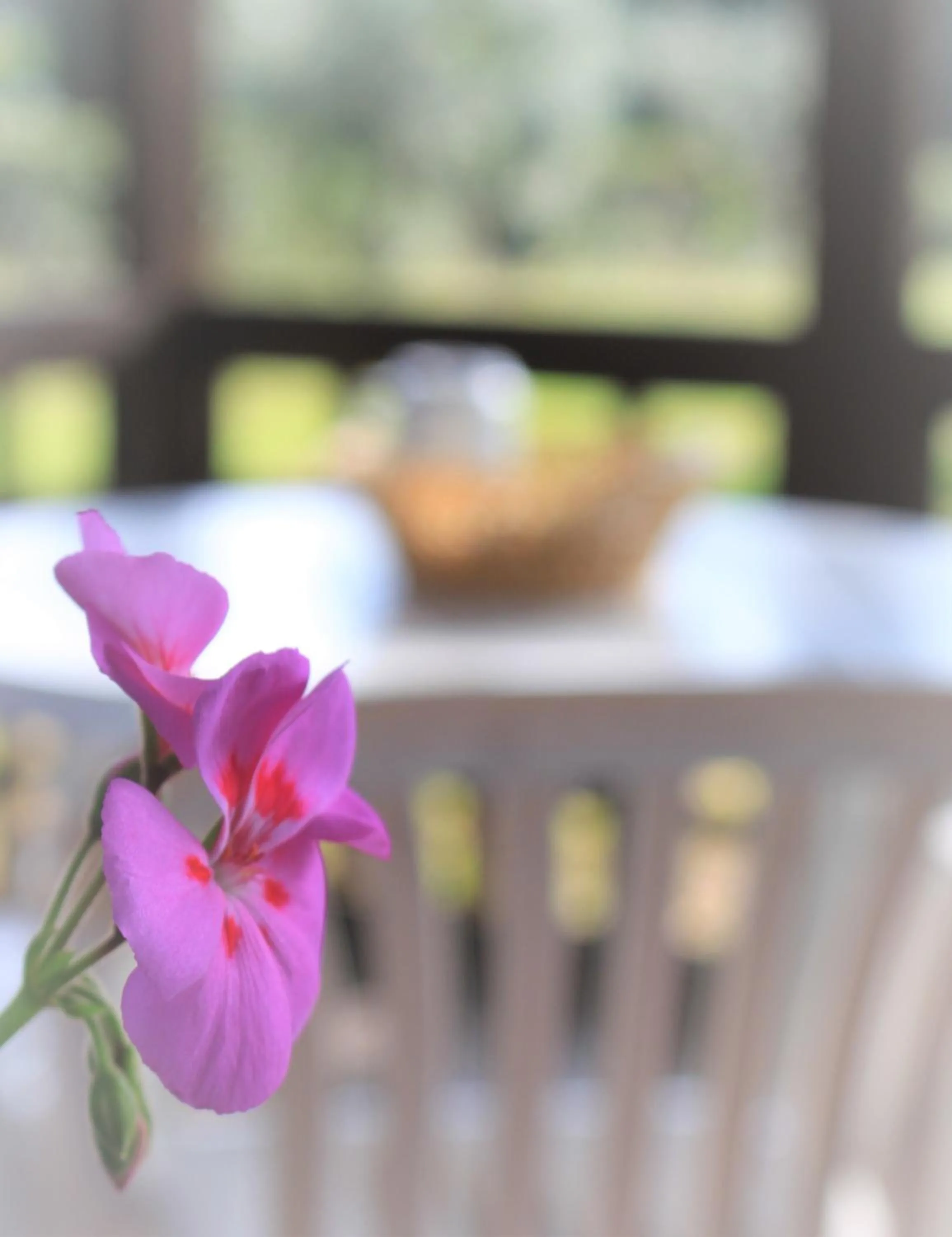 Garden in Residence La Canova II