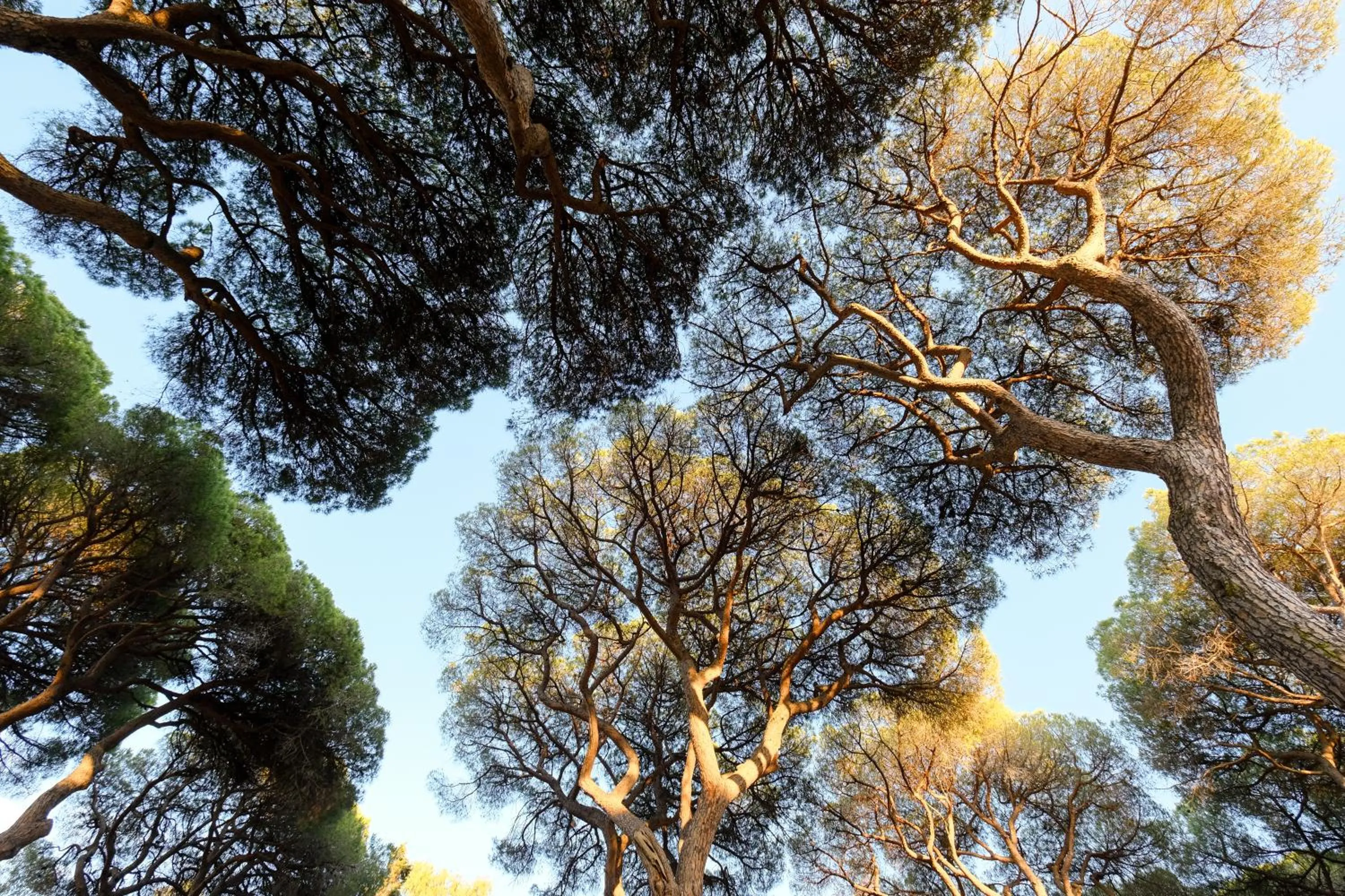 Other in Residence La Canova II