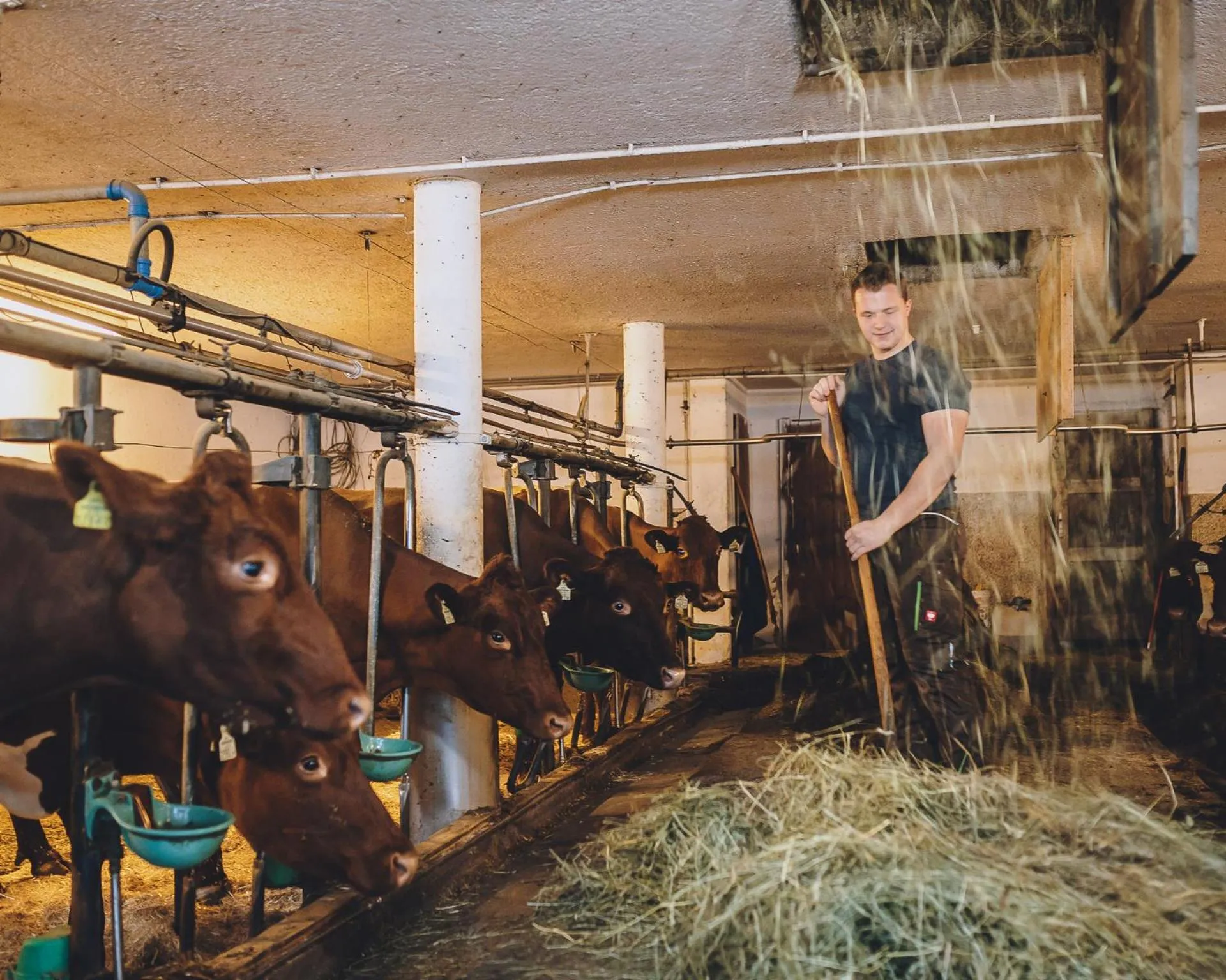 Animals in Hotel Vorderronach