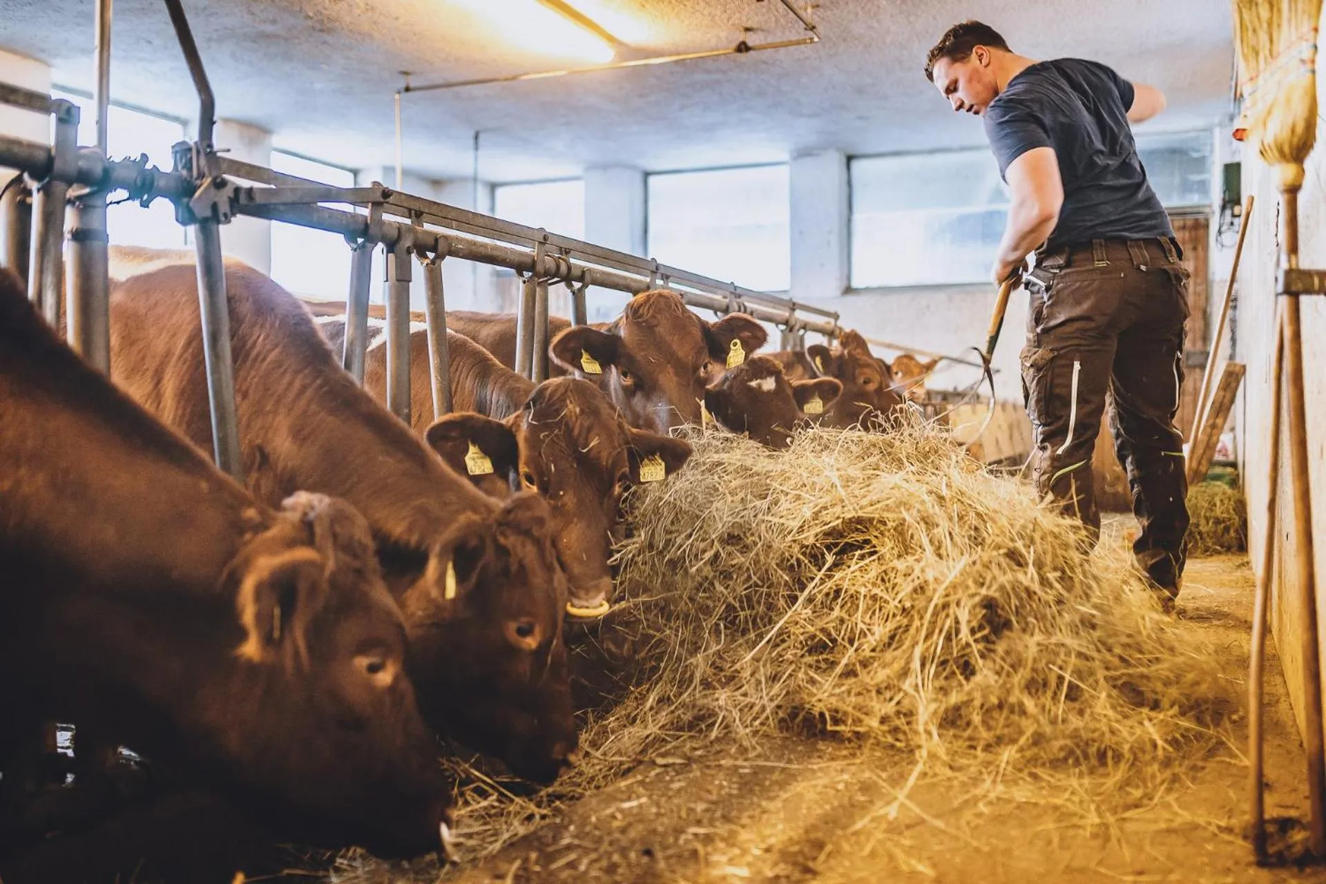 Animals in Hotel Vorderronach