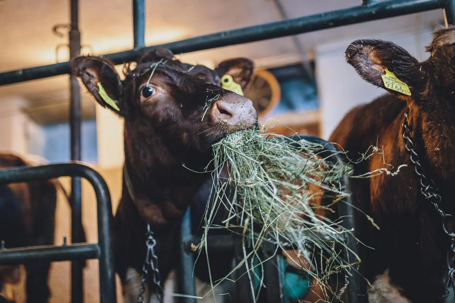 Animals in Hotel Vorderronach