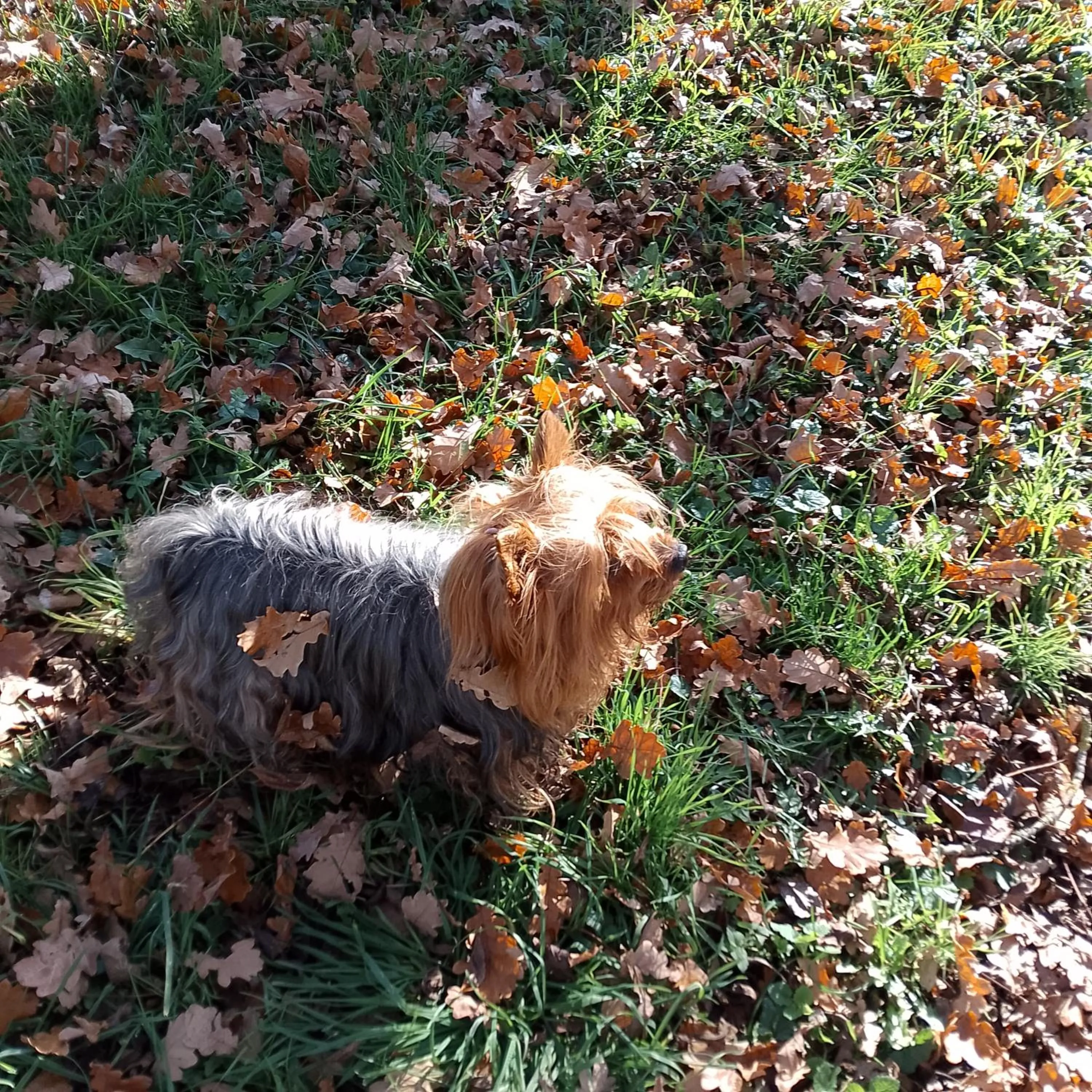 Pets in Chambre Bounty, B&B, cuisine privée, lit queen size, terrasse, parking, garage