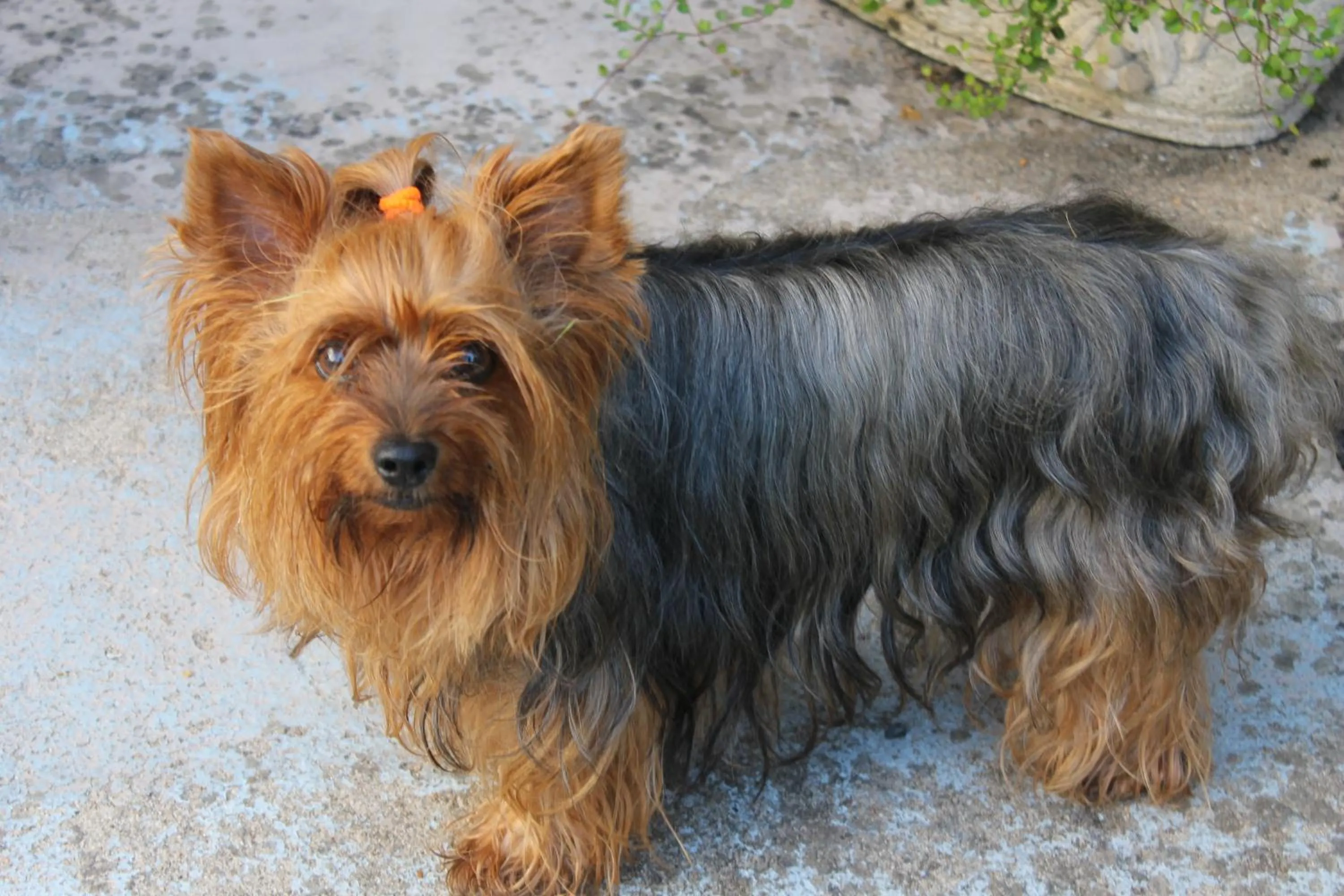 Pets in Chambre Bounty, B&B, cuisine privée, lit queen size, terrasse, parking, garage