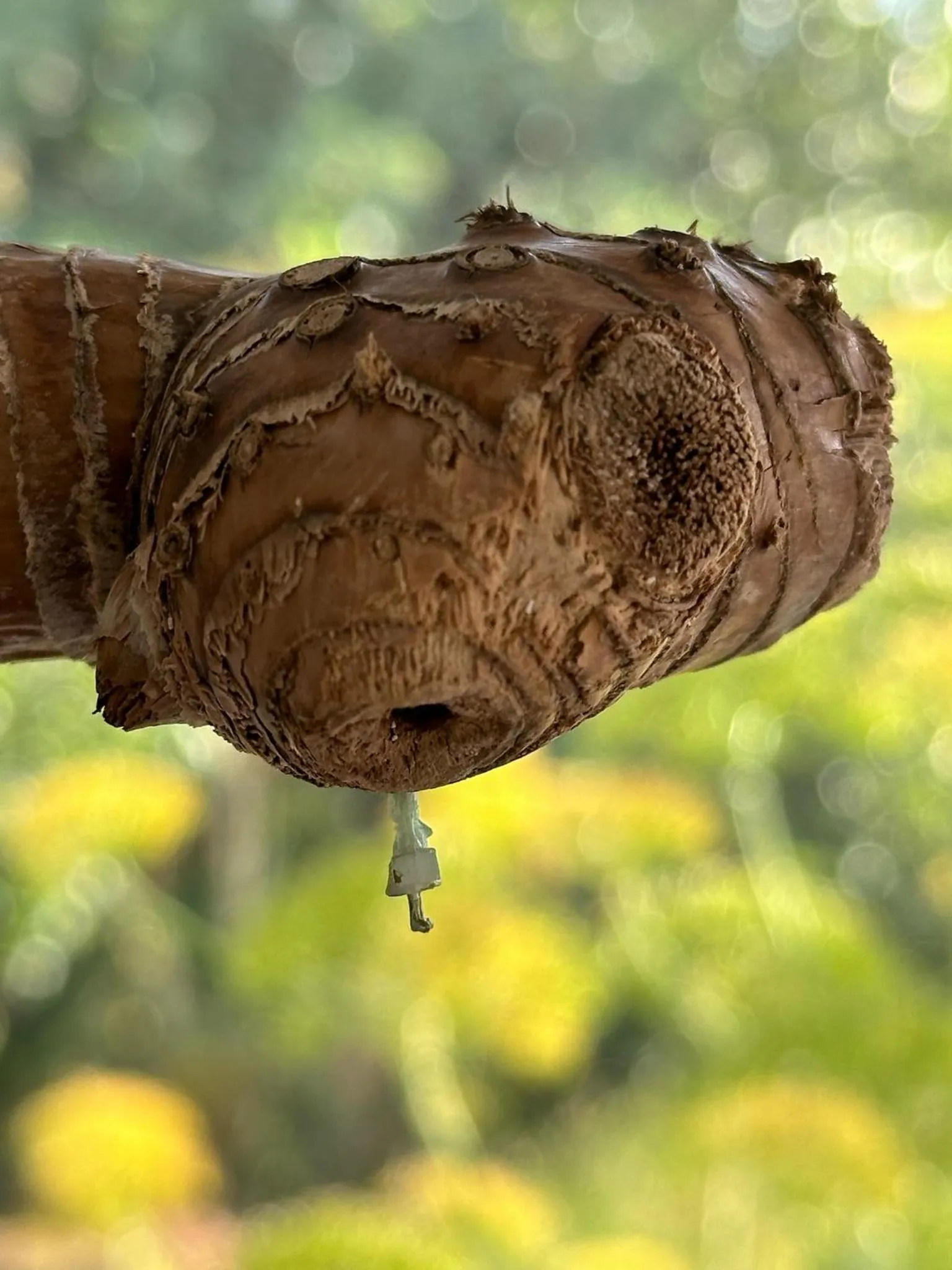 Decorative detail in Masseria LoJazzo