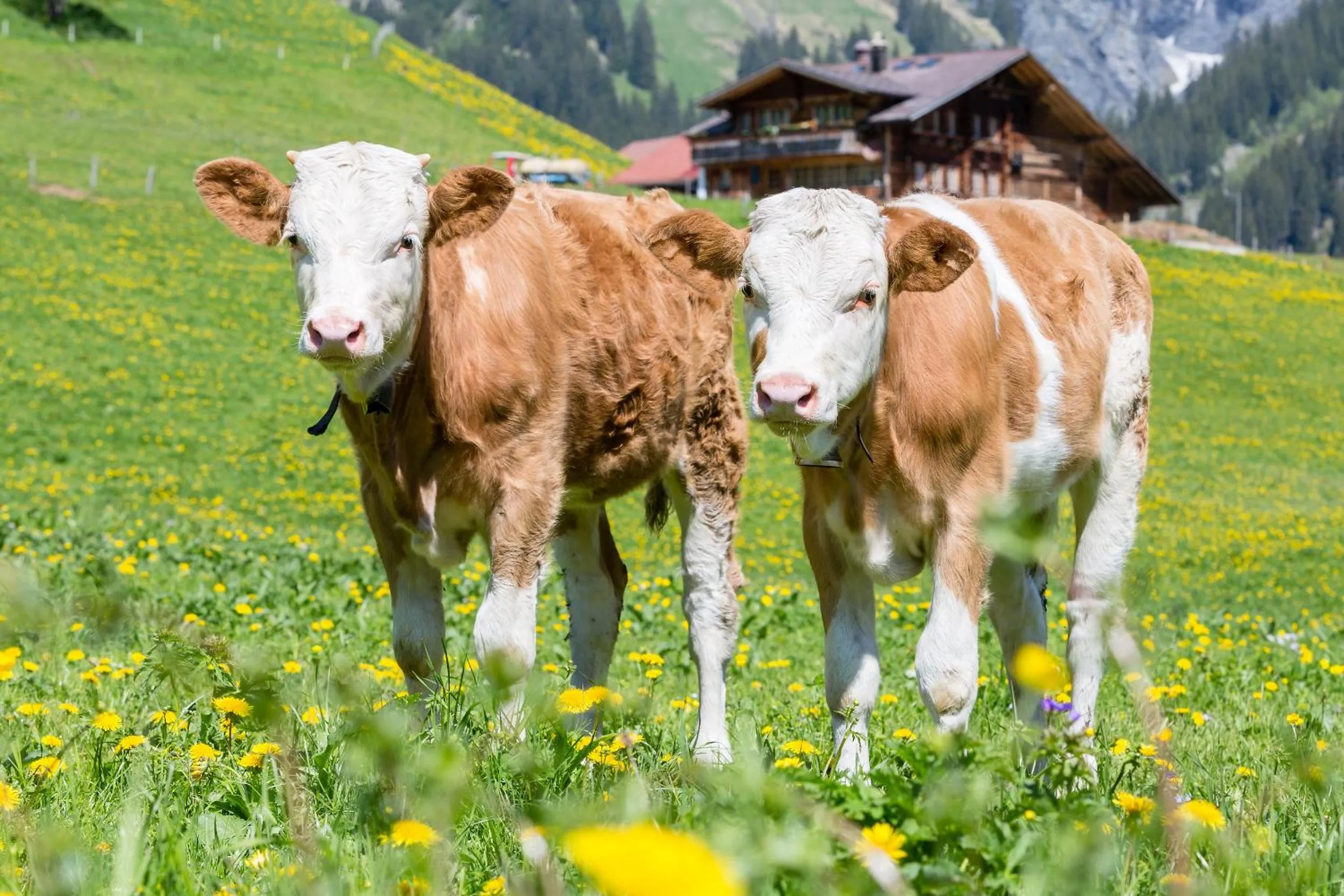 Animals in Hotel Des Alpes
