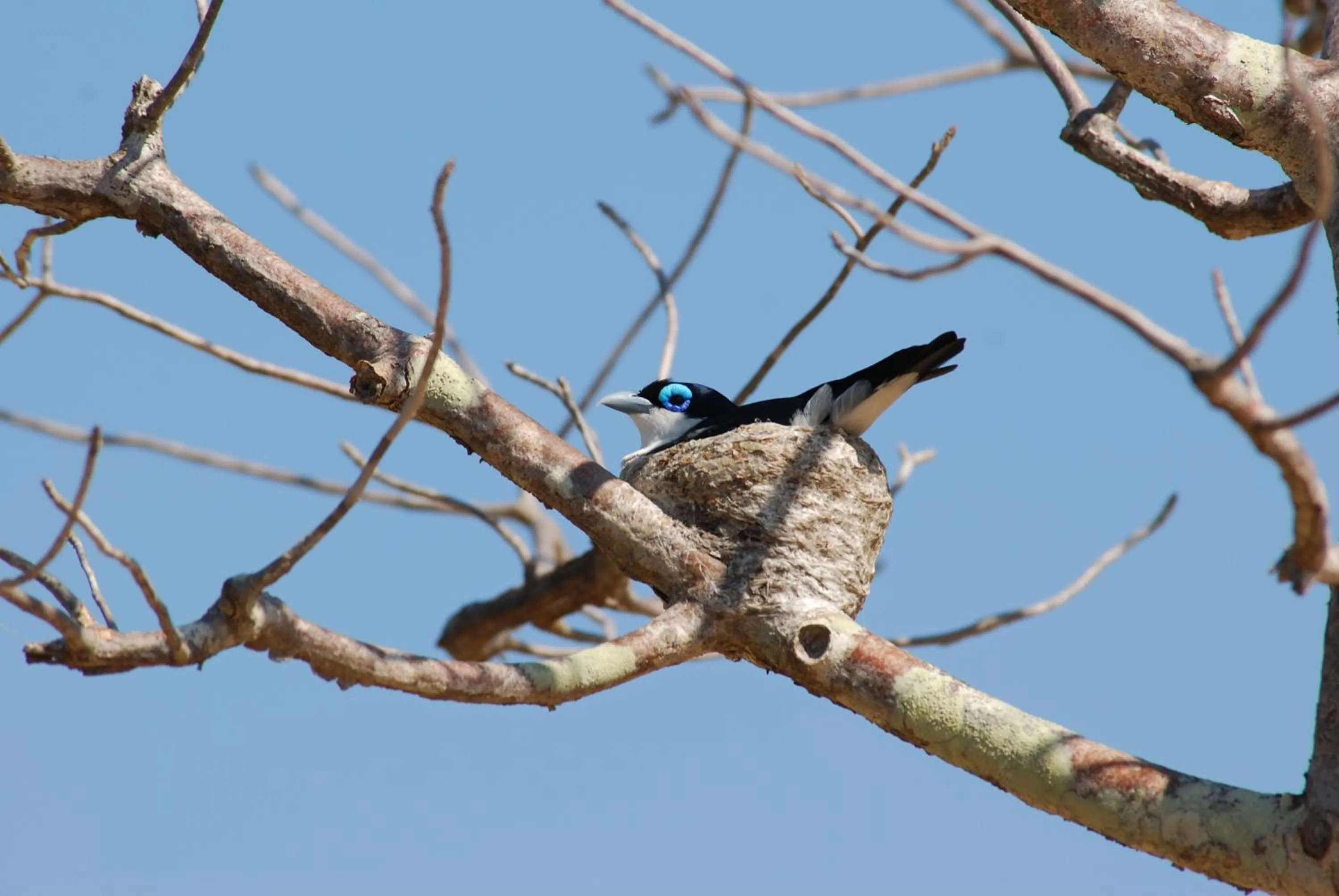 Animals in Auberge de la Table