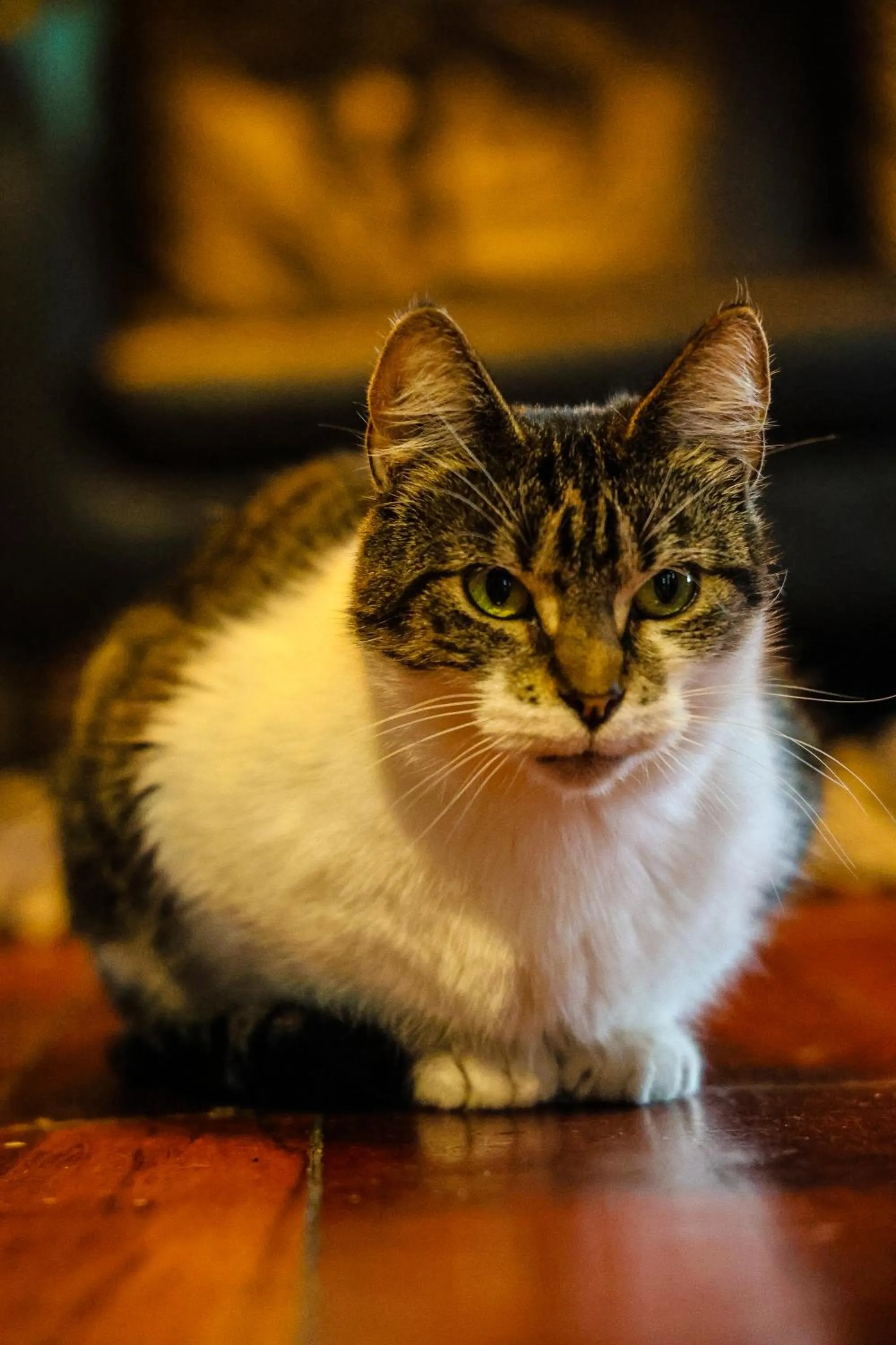 Crashpalace Backpackers