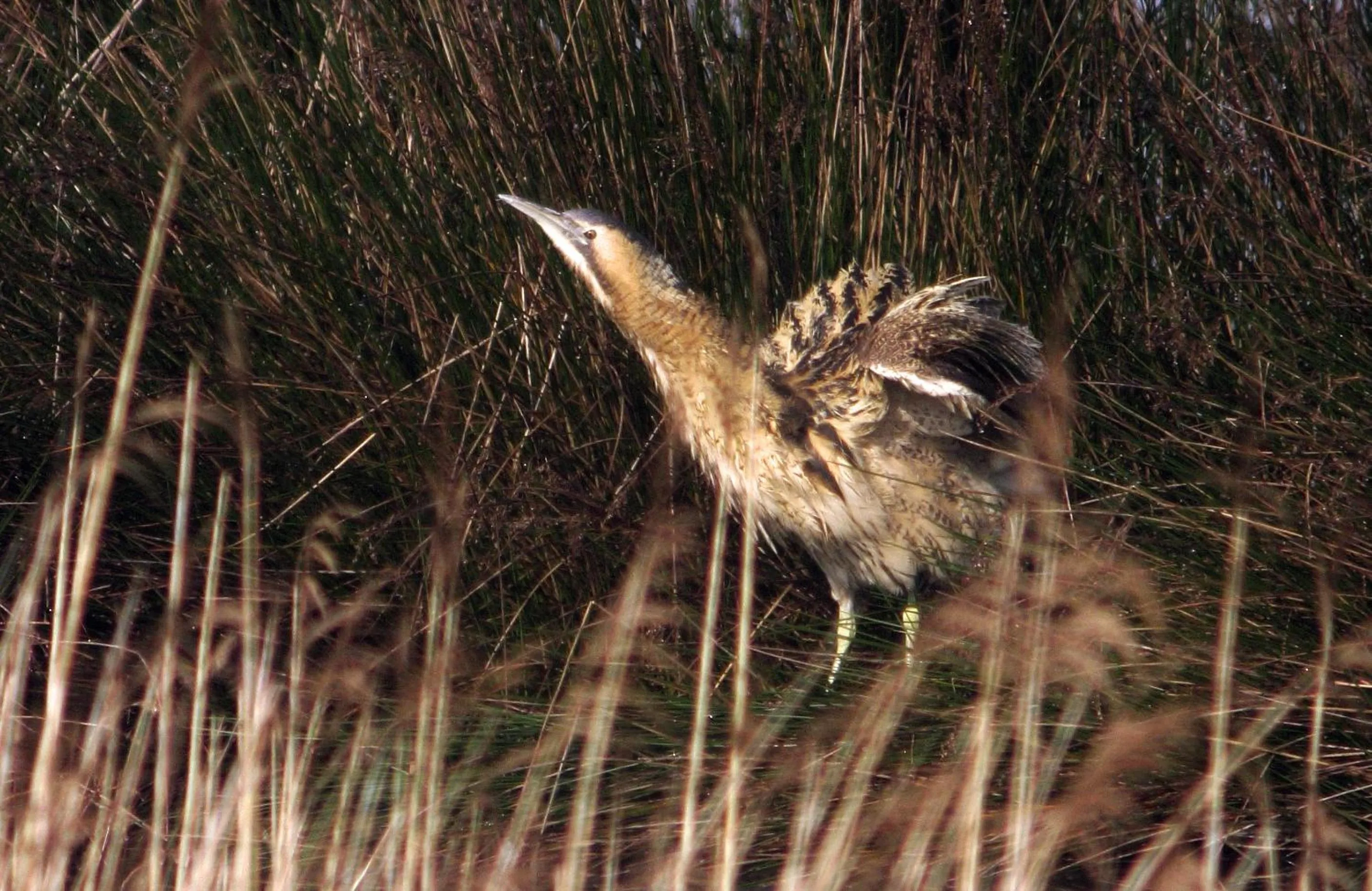 Natural landscape in Urdaibai Bird Center