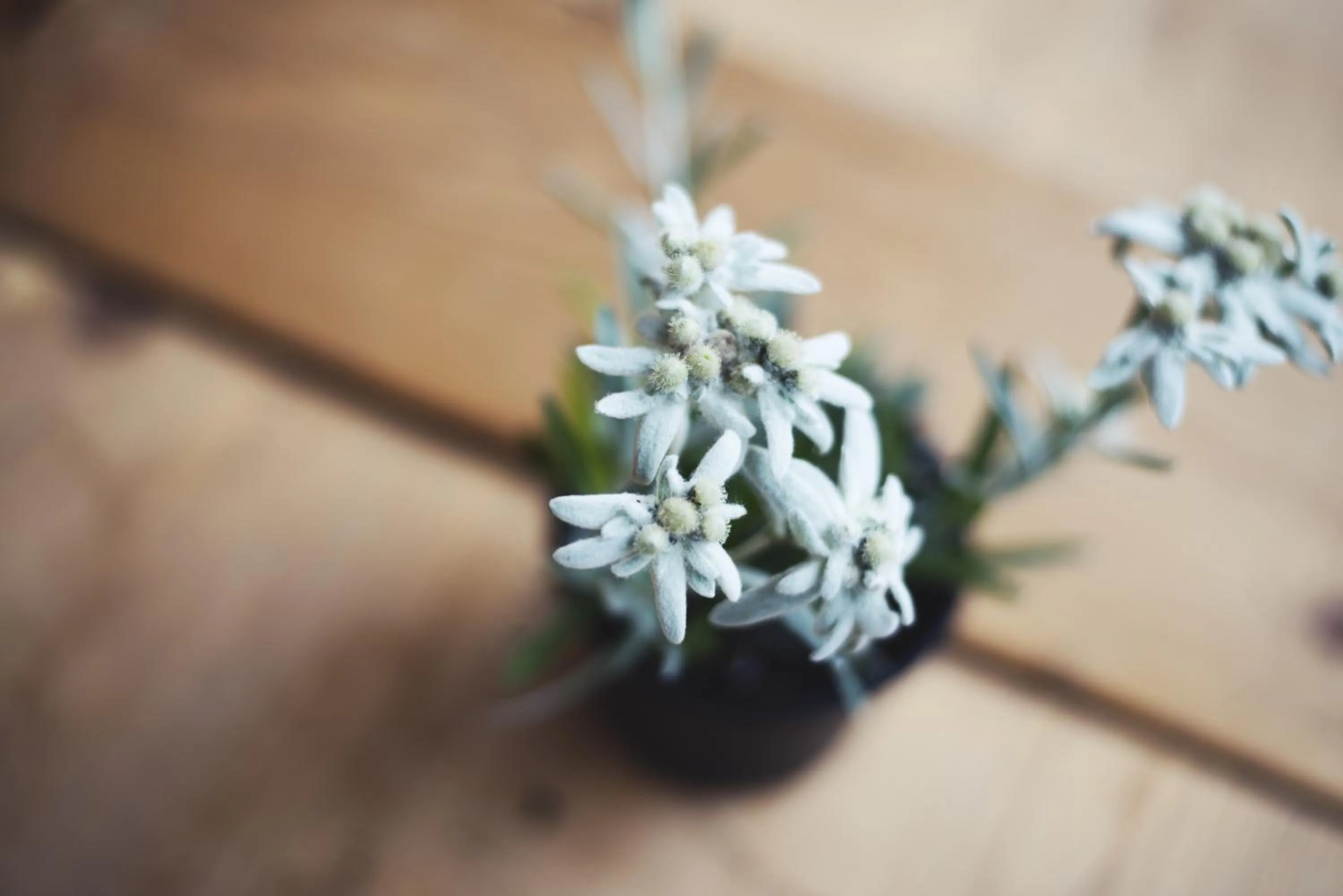 Decorative detail in Skihotel Galzig B&B