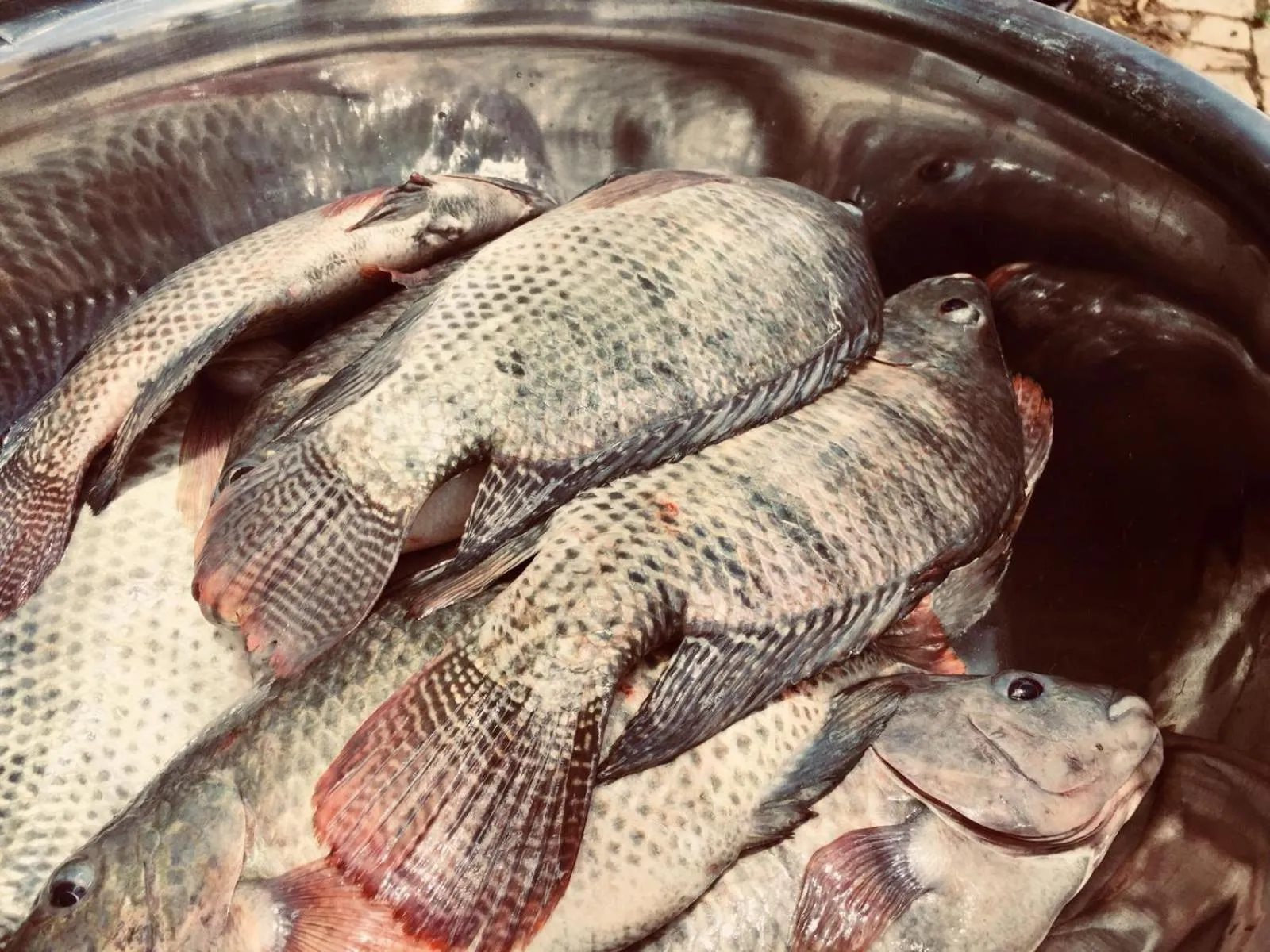 Restaurant/places to eat in Hotel Fazenda Colina