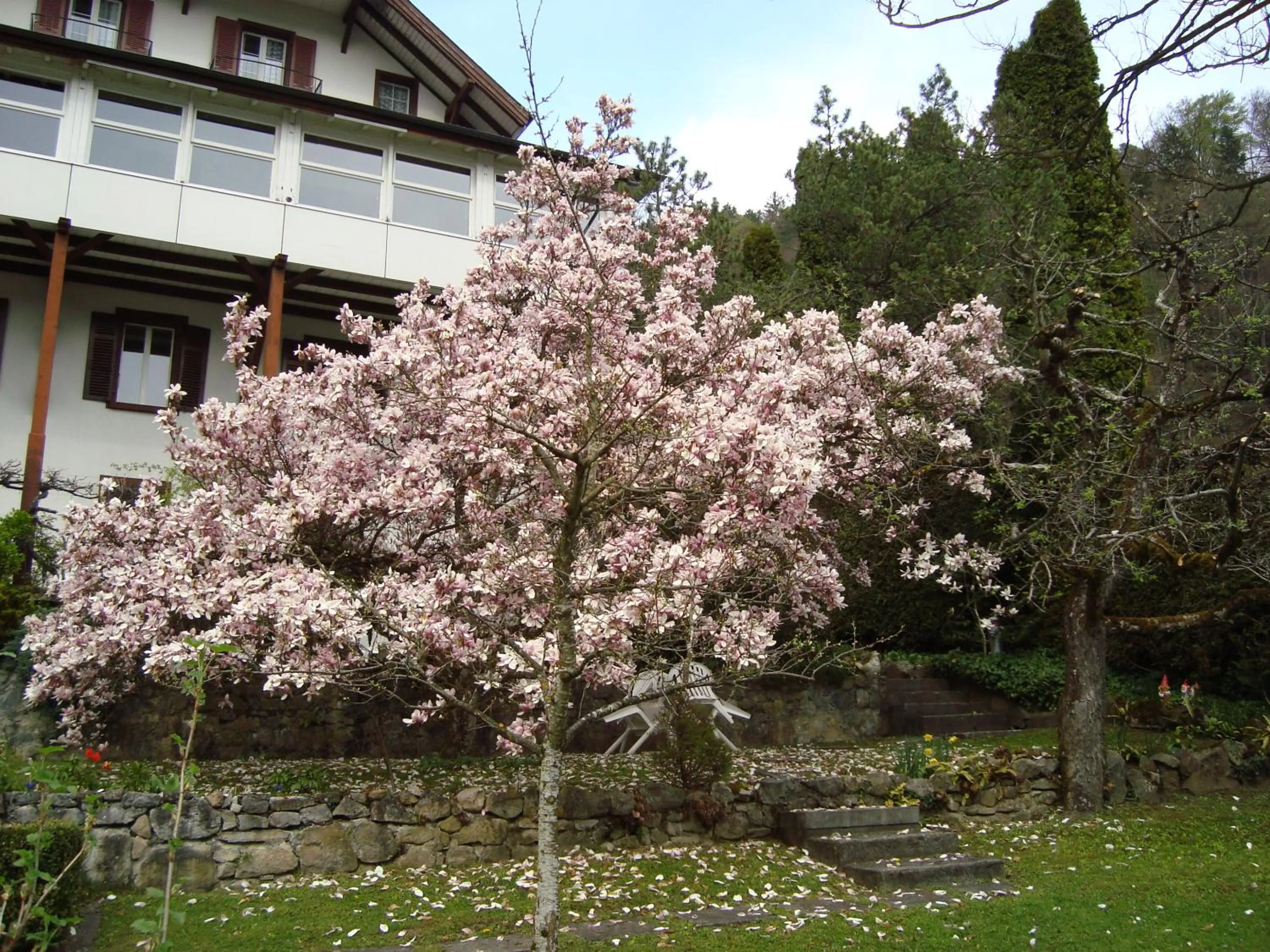 Garden in Hotel Beatus