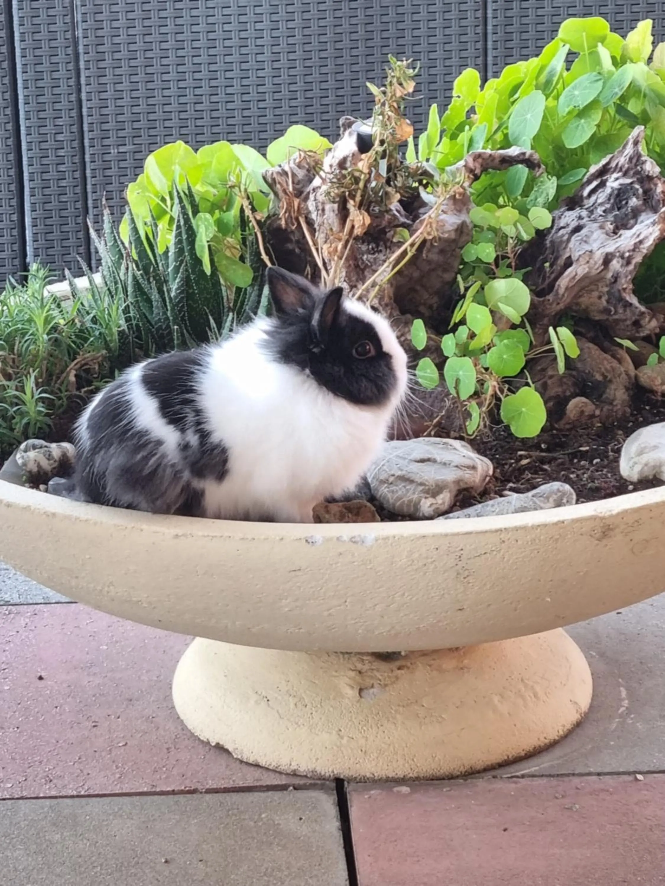 Breakfast in Albergo Stella Di Mare