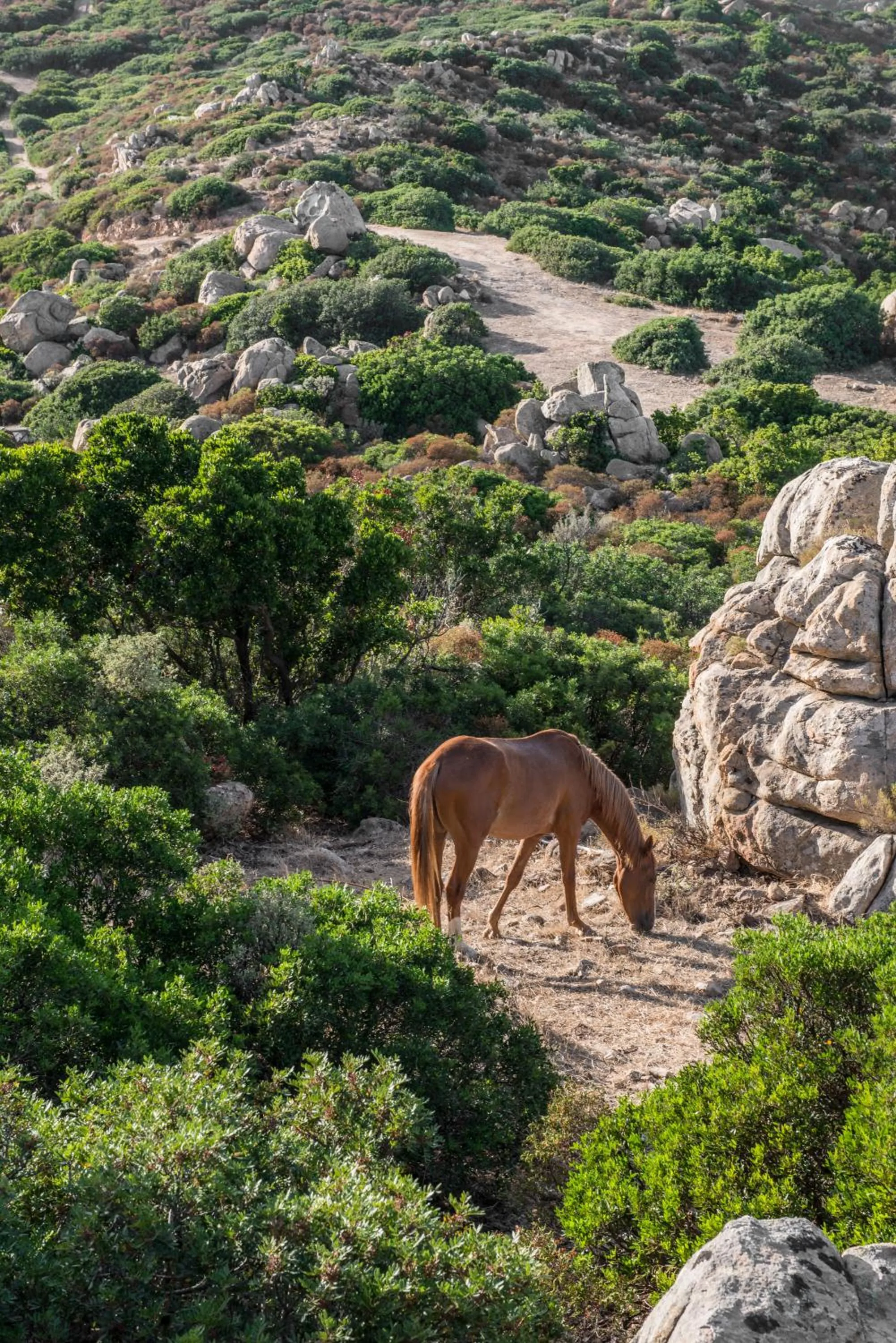 Animals in Cormoran Residence