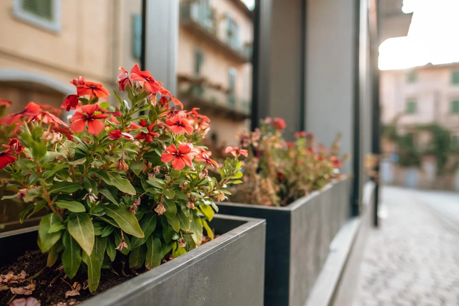 Property building in Amiata Suite