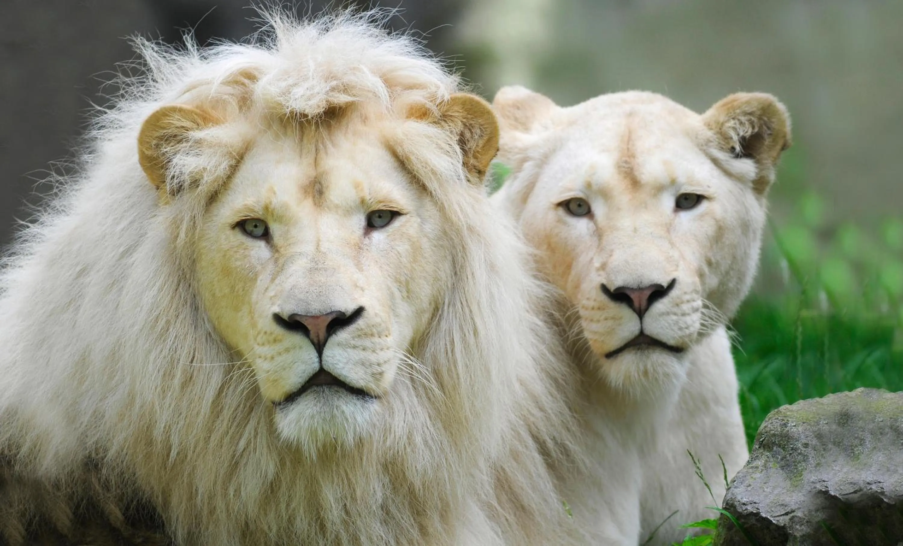 Animals, Other Animals in B & B Wellness voor 2