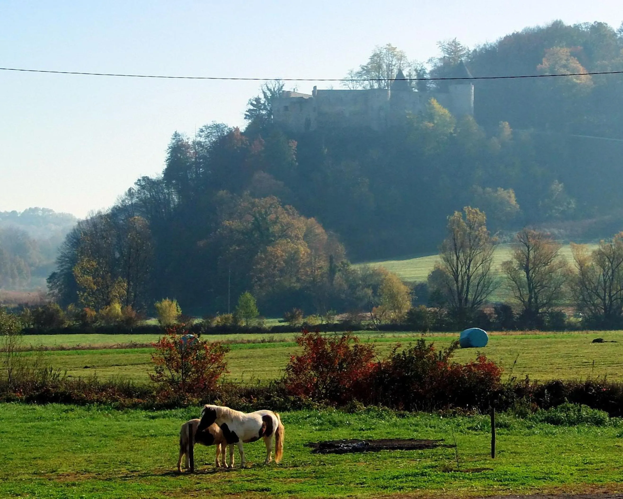 Animals in Hotel Amarilis