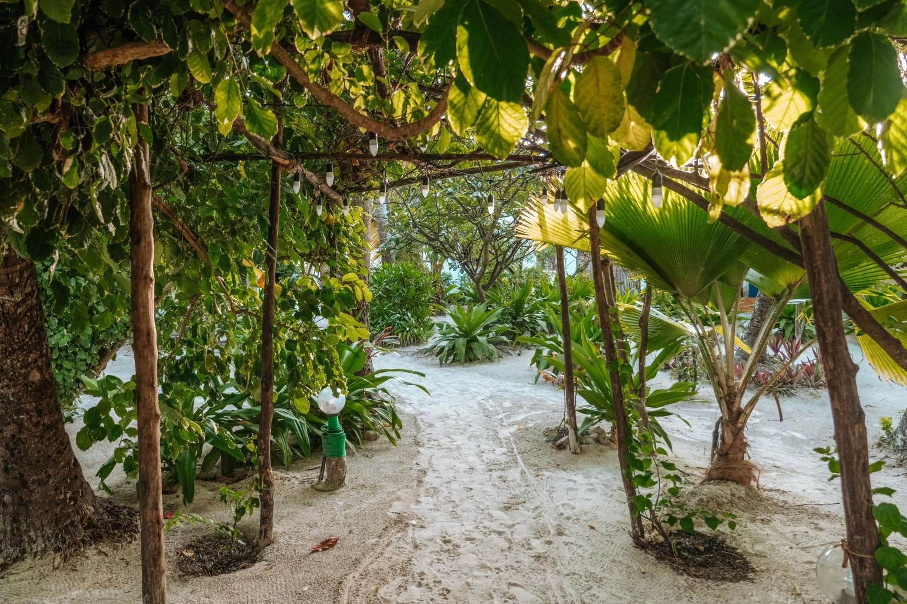 Garden in Zanzibar Gem Beach Bungalows