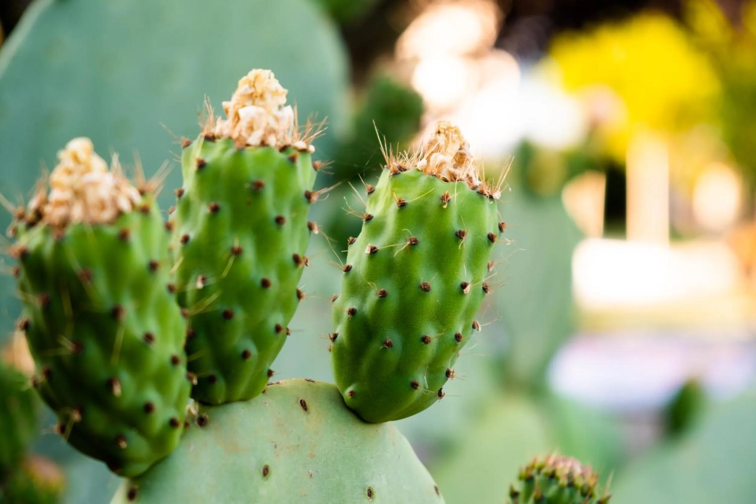 La Valle Del Cristallo Wellness & Charme