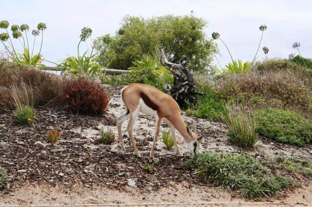 Animals in The Lodge at Atlantic Beach