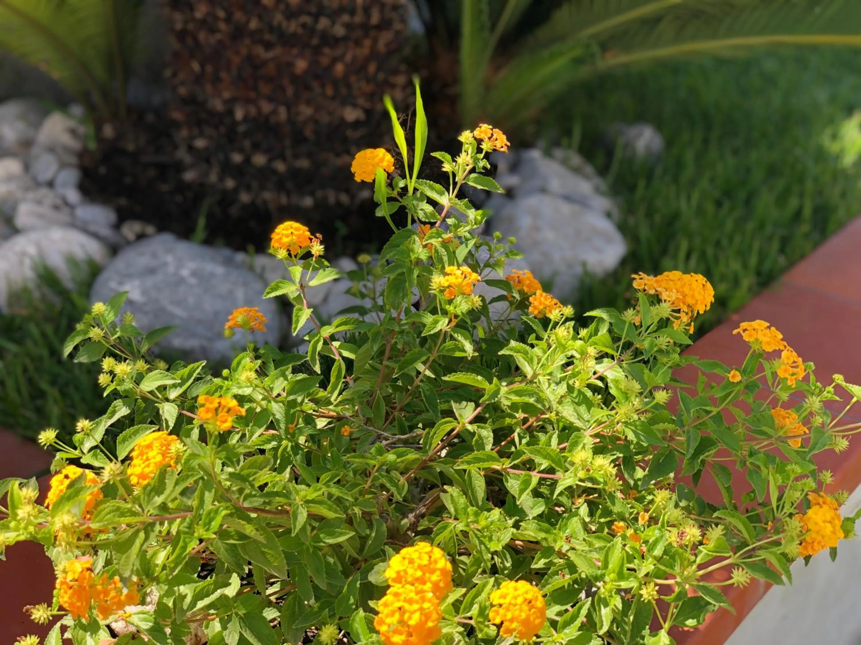 Garden in InVilla Bed&Breakfast - Quality Rooms