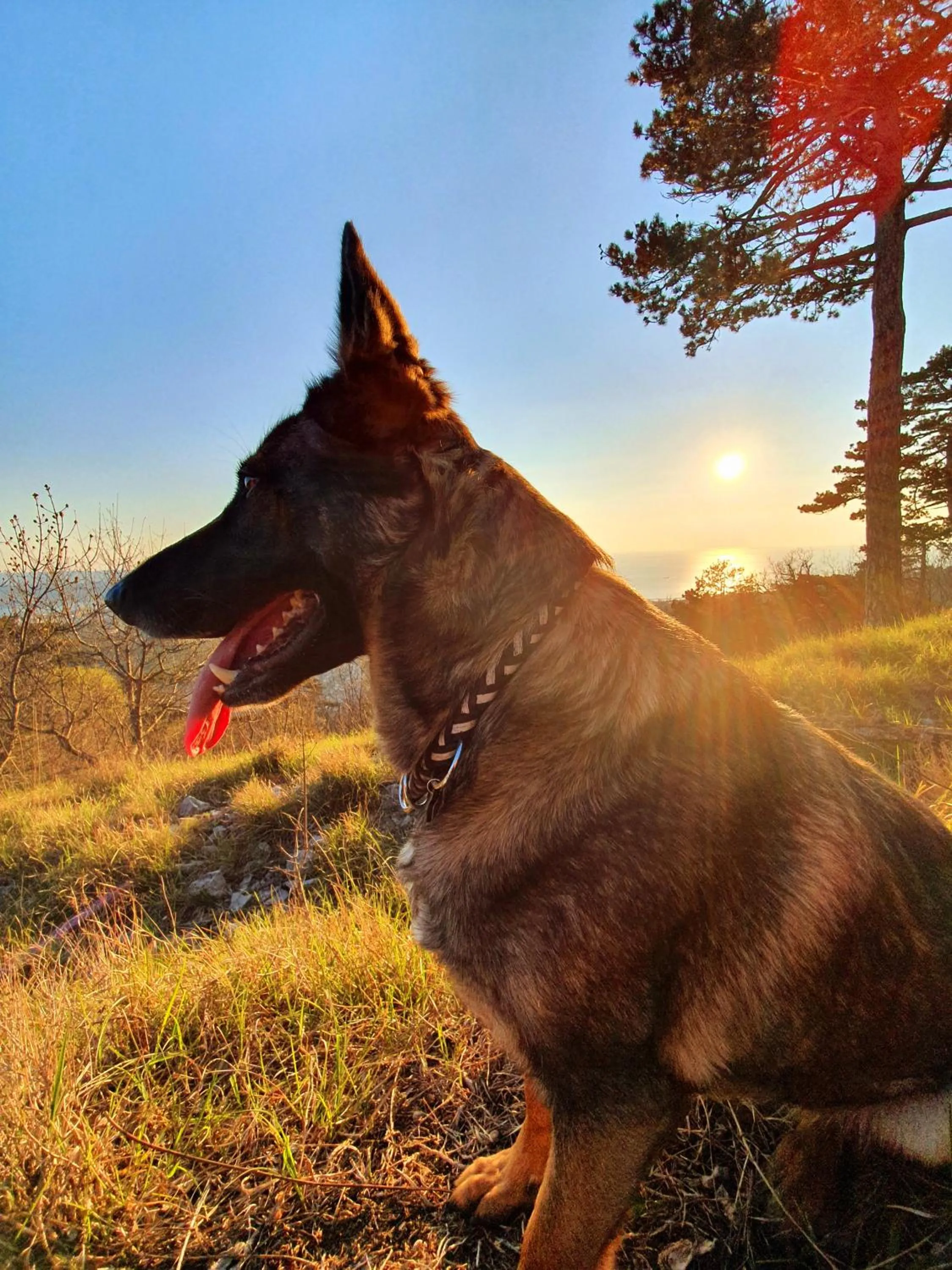 Pets in Le Casite Bed & Breakfast