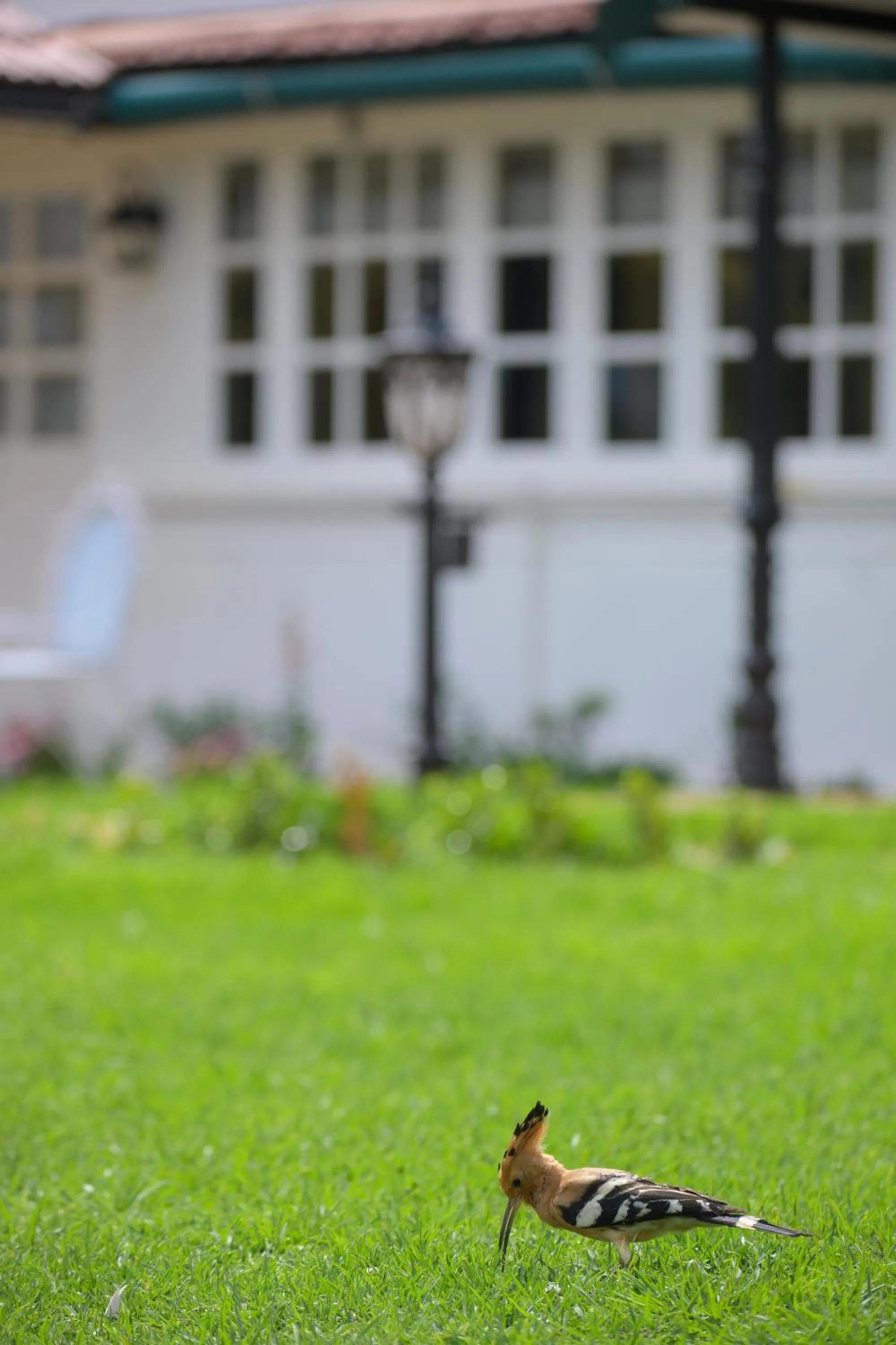 Savoy - IHCL SeleQtions