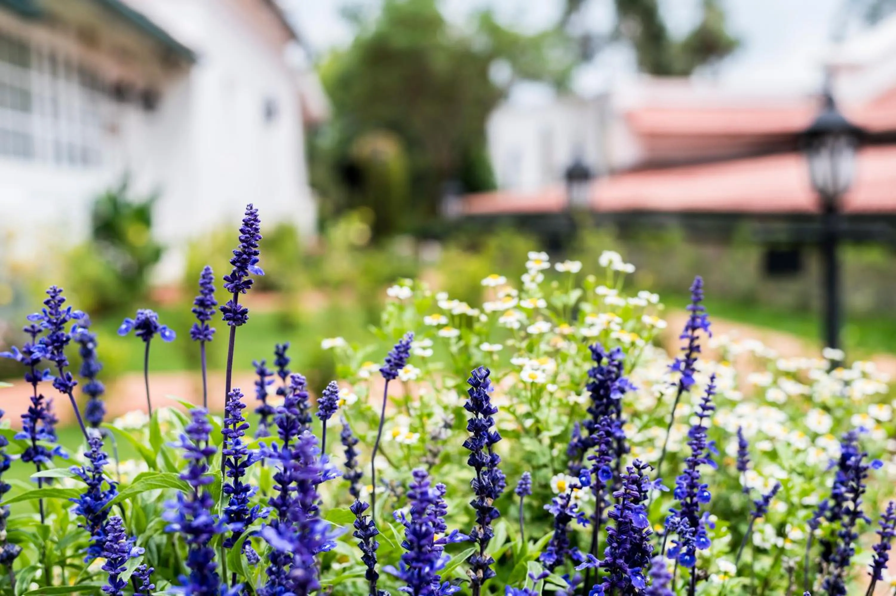 Garden in Savoy - IHCL SeleQtions