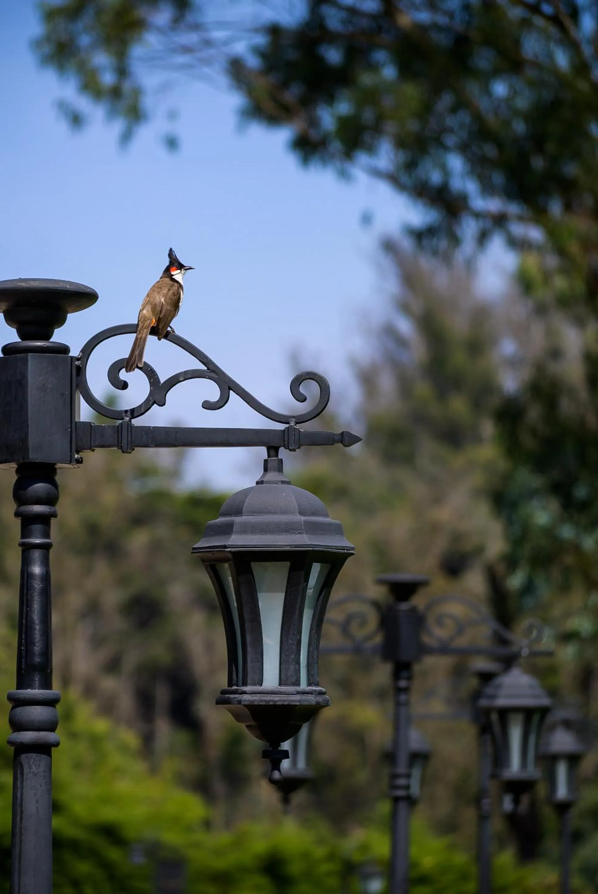 Bird's eye view in Savoy - IHCL SeleQtions