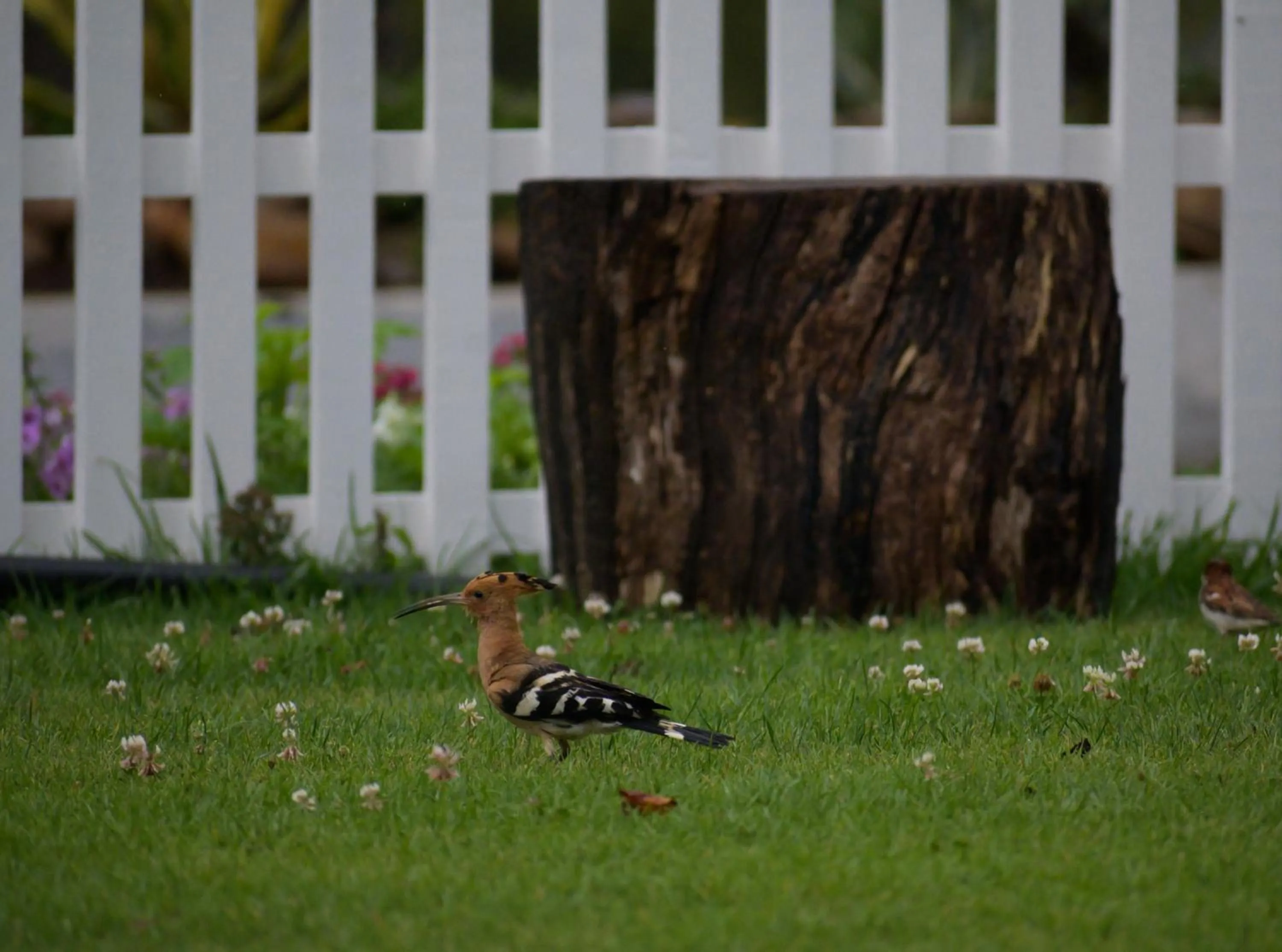 Animals in Savoy - IHCL SeleQtions