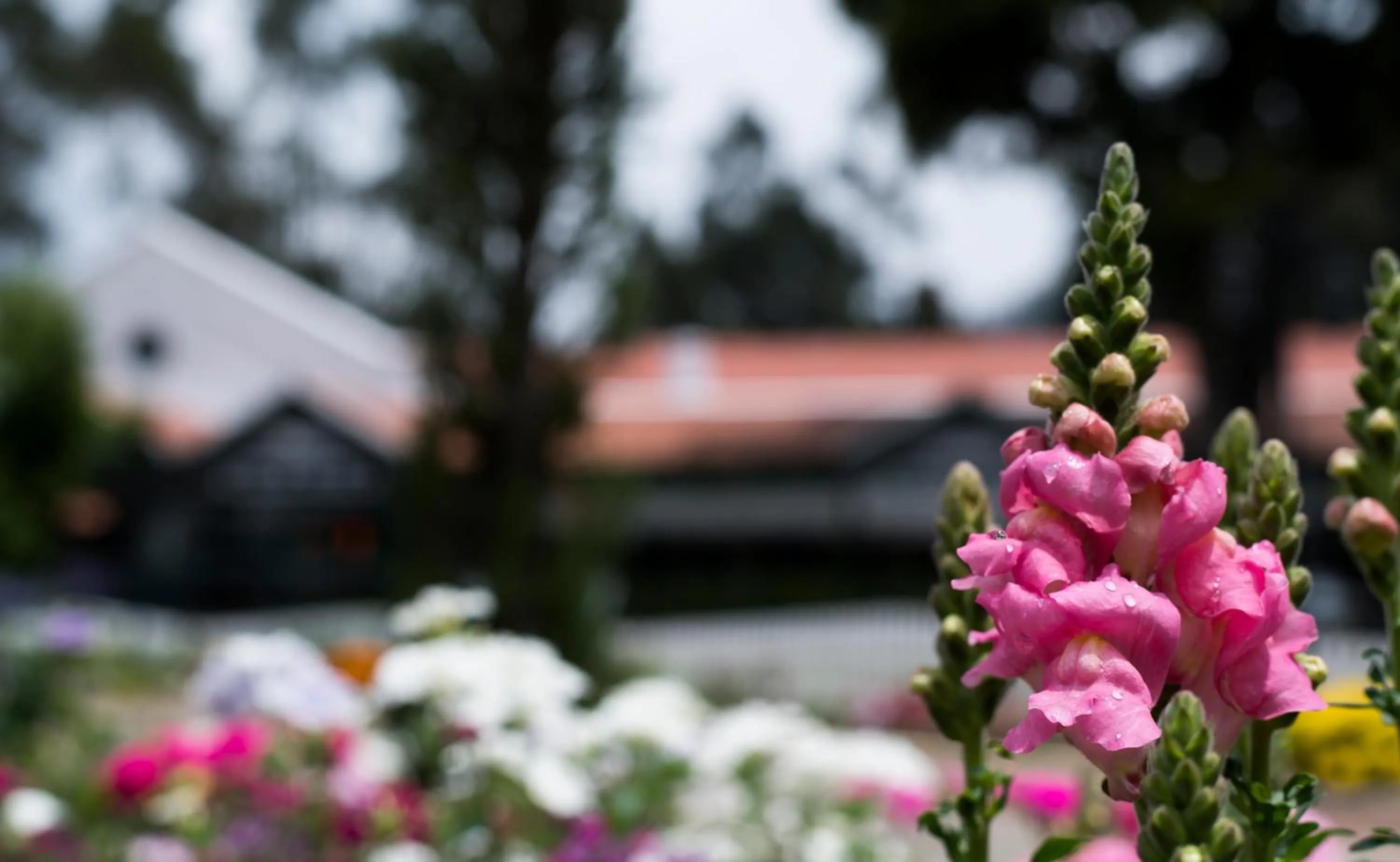 Garden in Savoy - IHCL SeleQtions