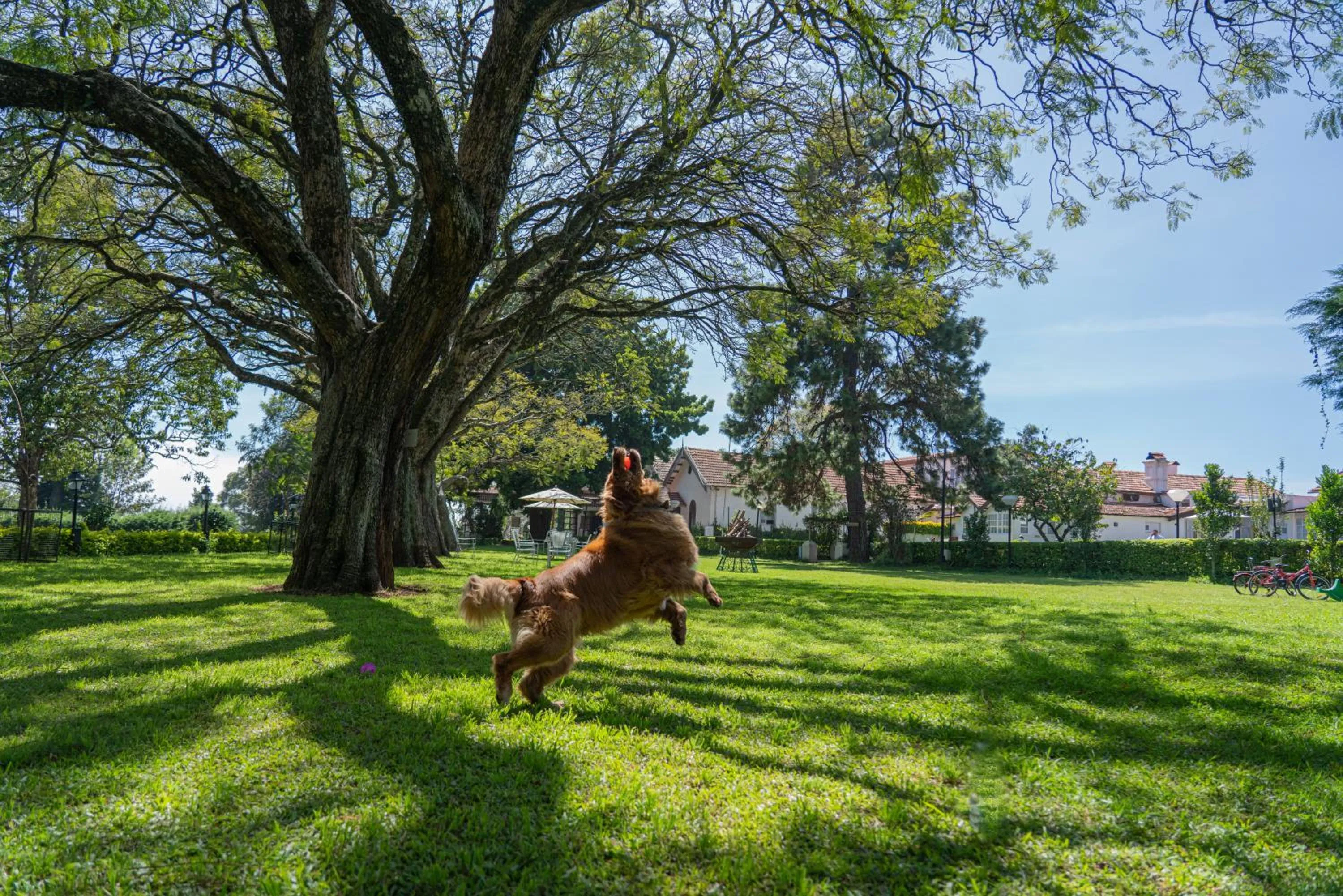 Pets in Gateway Coonoor