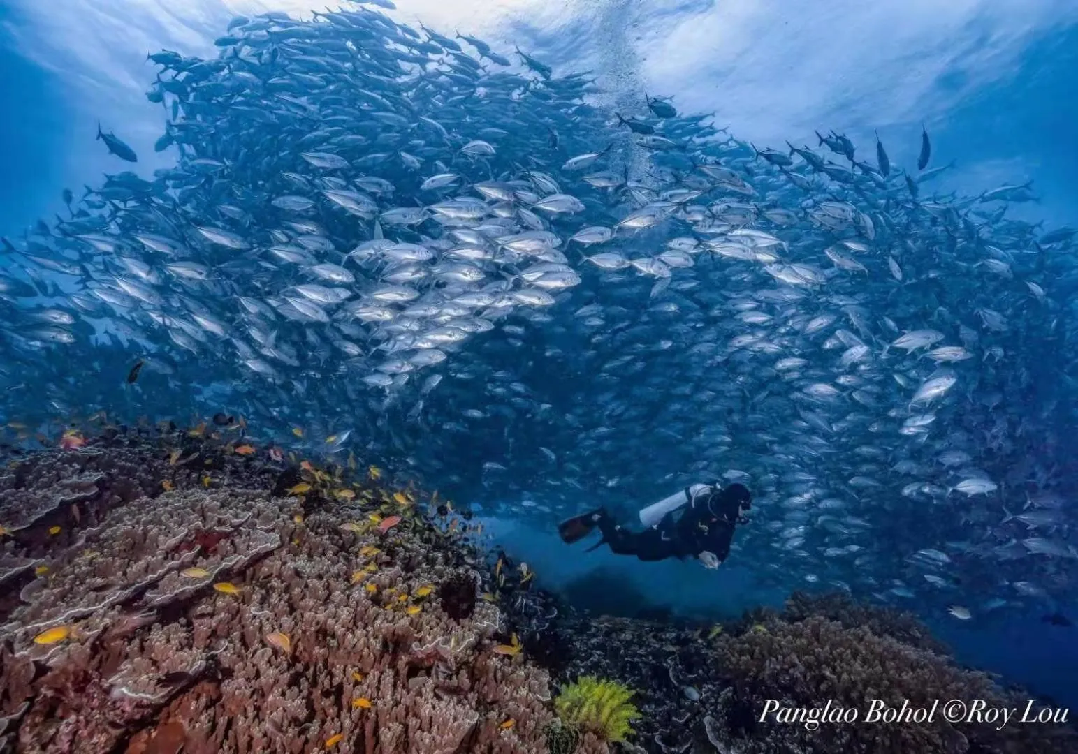 Diving in Ultra Mint Resort