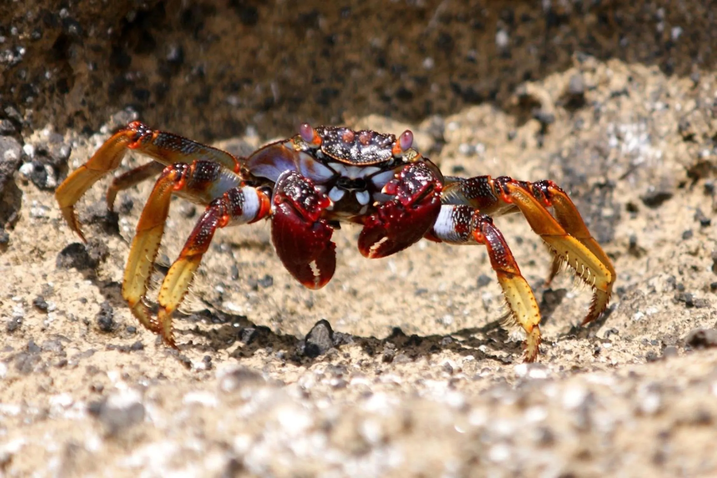 Facade/entrance in Calma do Mar