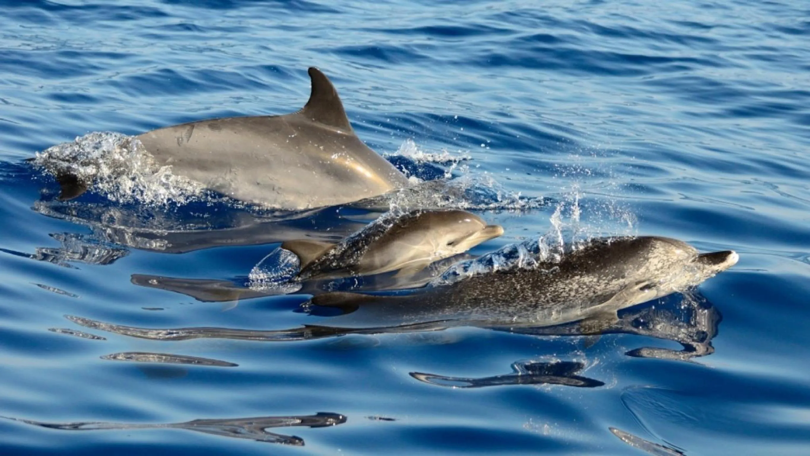 Area and facilities in Calma do Mar