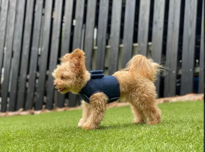 TOCORO. Mt.Fuji CAMP&GLAMPING