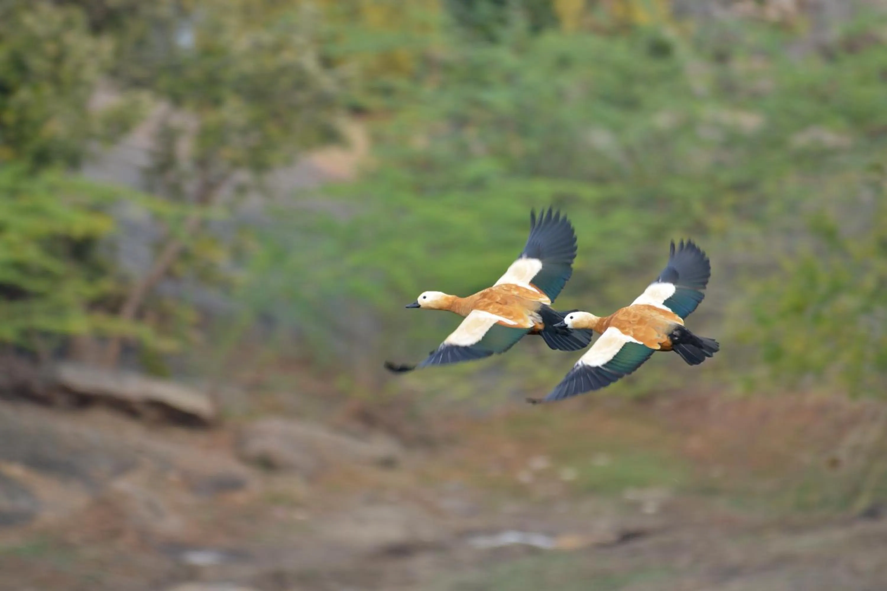 Natural landscape in WelcomHeritage Cheetahgarh Resort & Spa