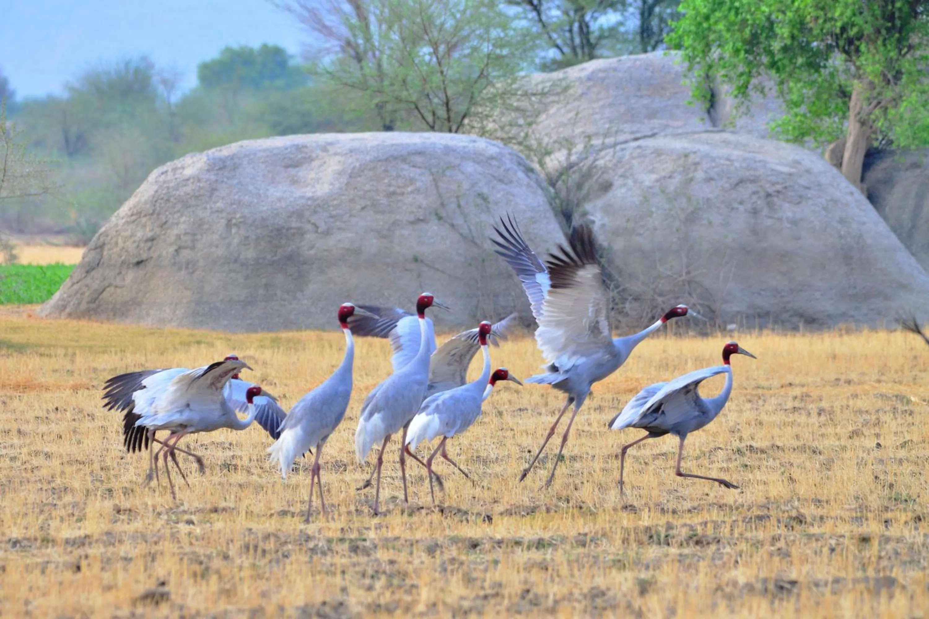 Natural landscape in WelcomHeritage Cheetahgarh Resort & Spa