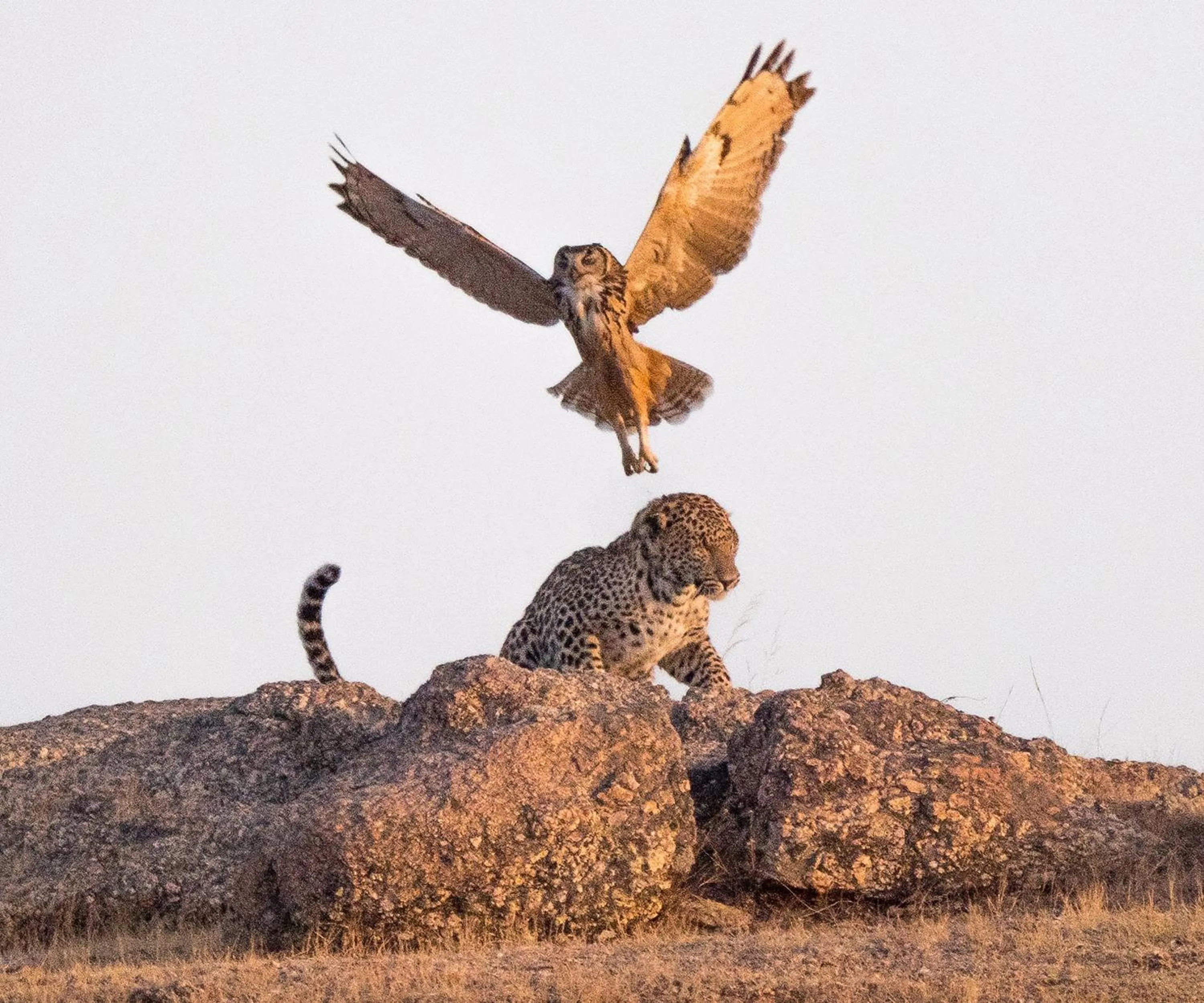 Animals in WelcomHeritage Cheetahgarh Resort & Spa