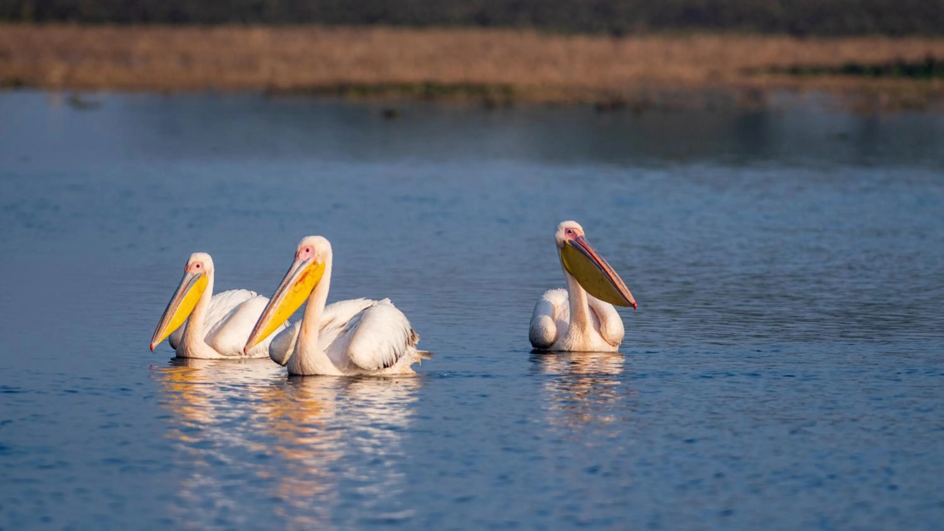 View (from property/room) in WelcomHeritage Cheetahgarh Resort & Spa