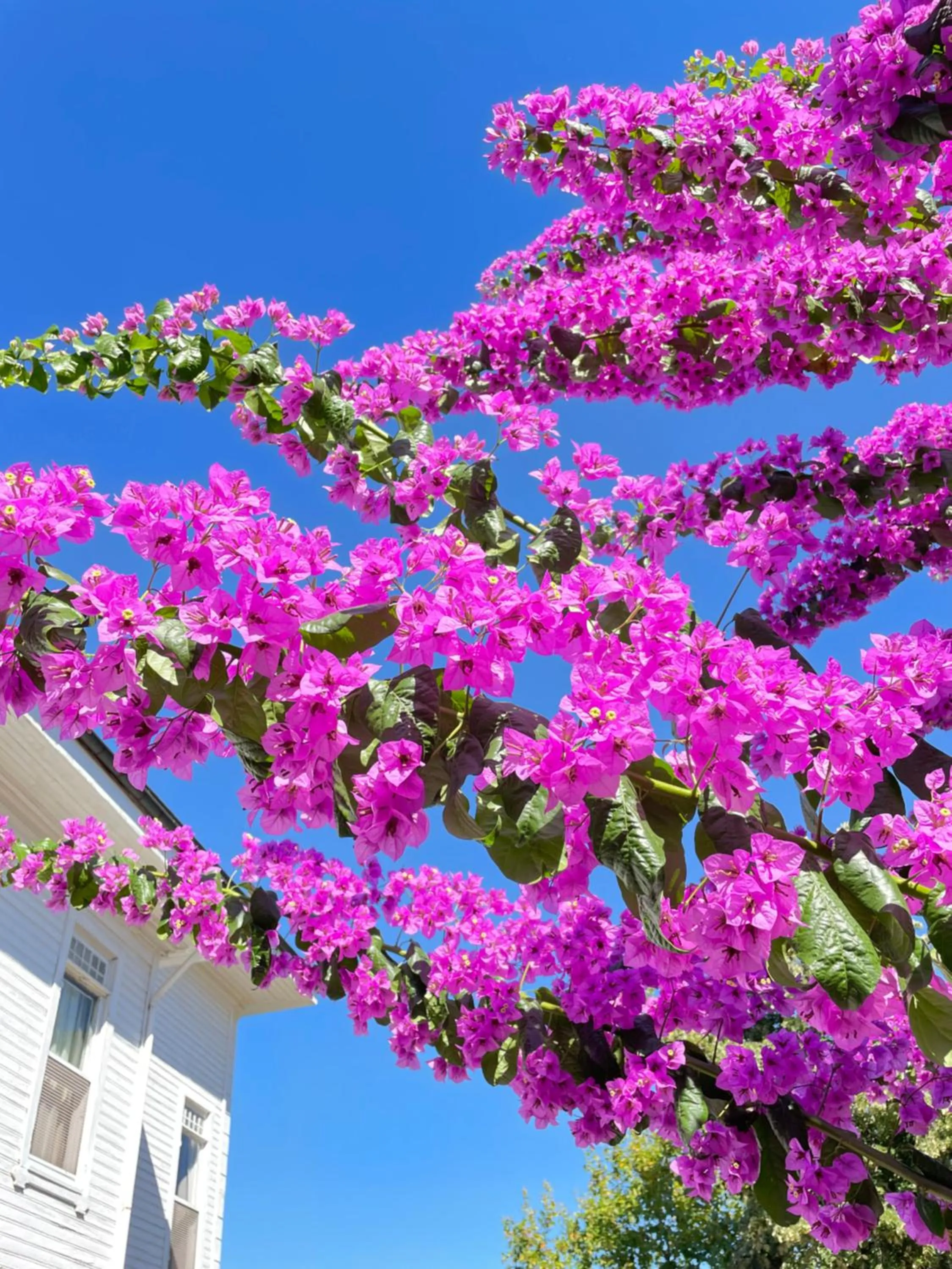 Garden in Ikigai Hotel Villa Rıfat