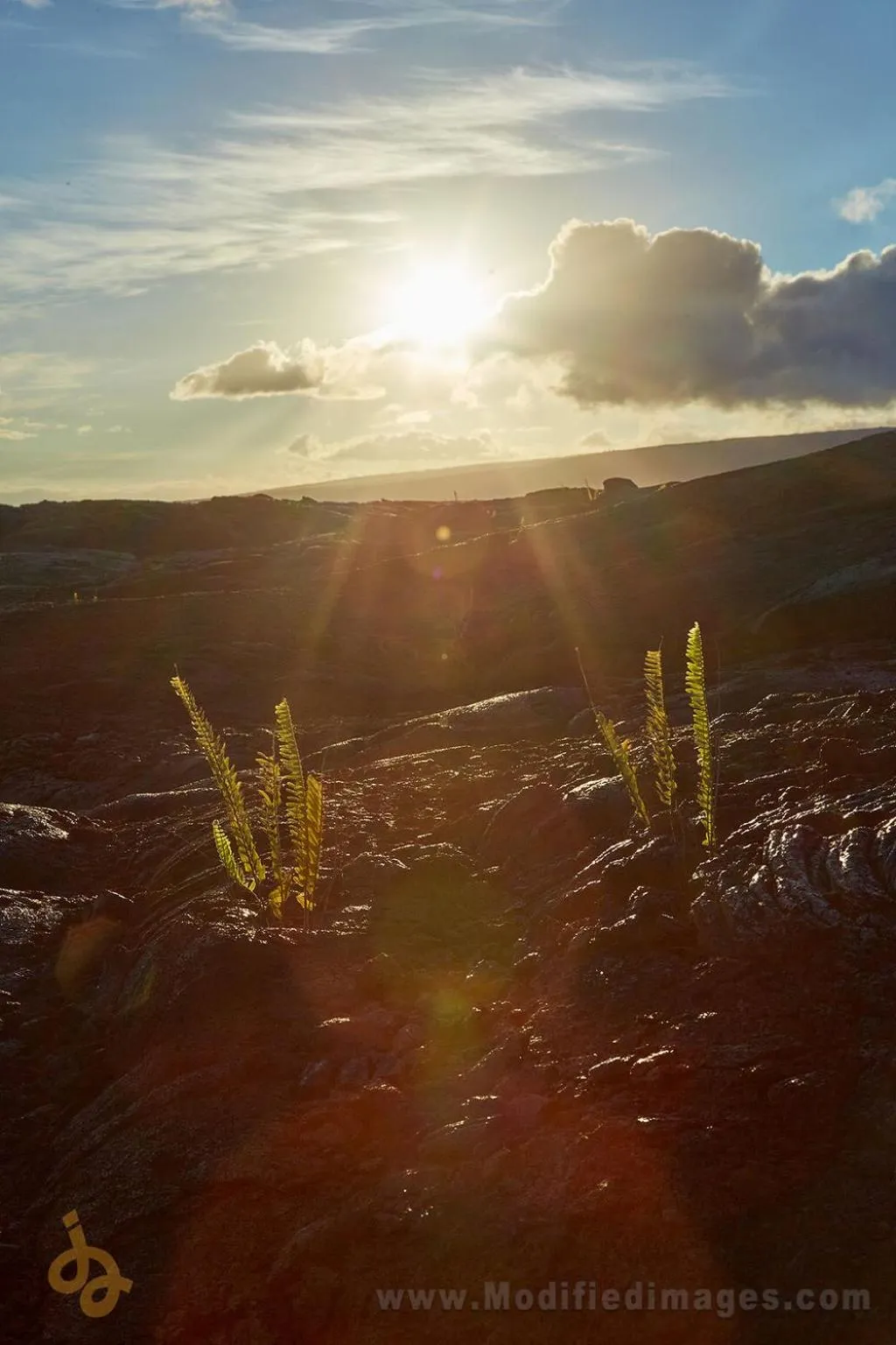 Natural landscape in Open Gate Hostel Hawaii