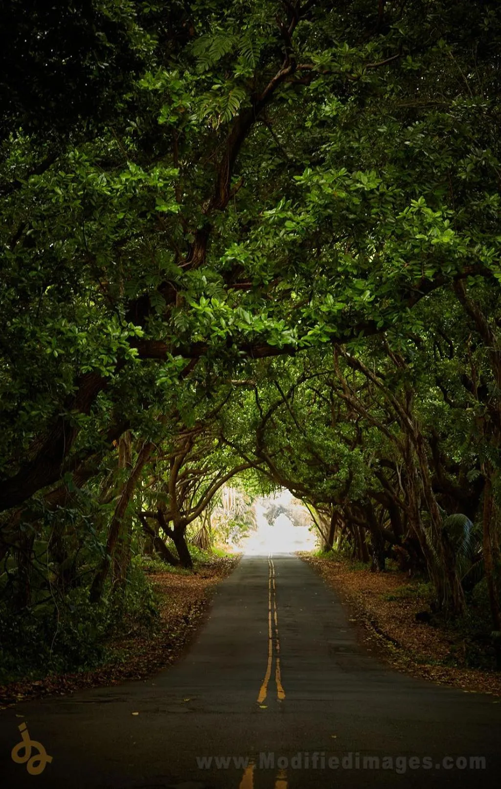 Day in Open Gate Hostel Hawaii