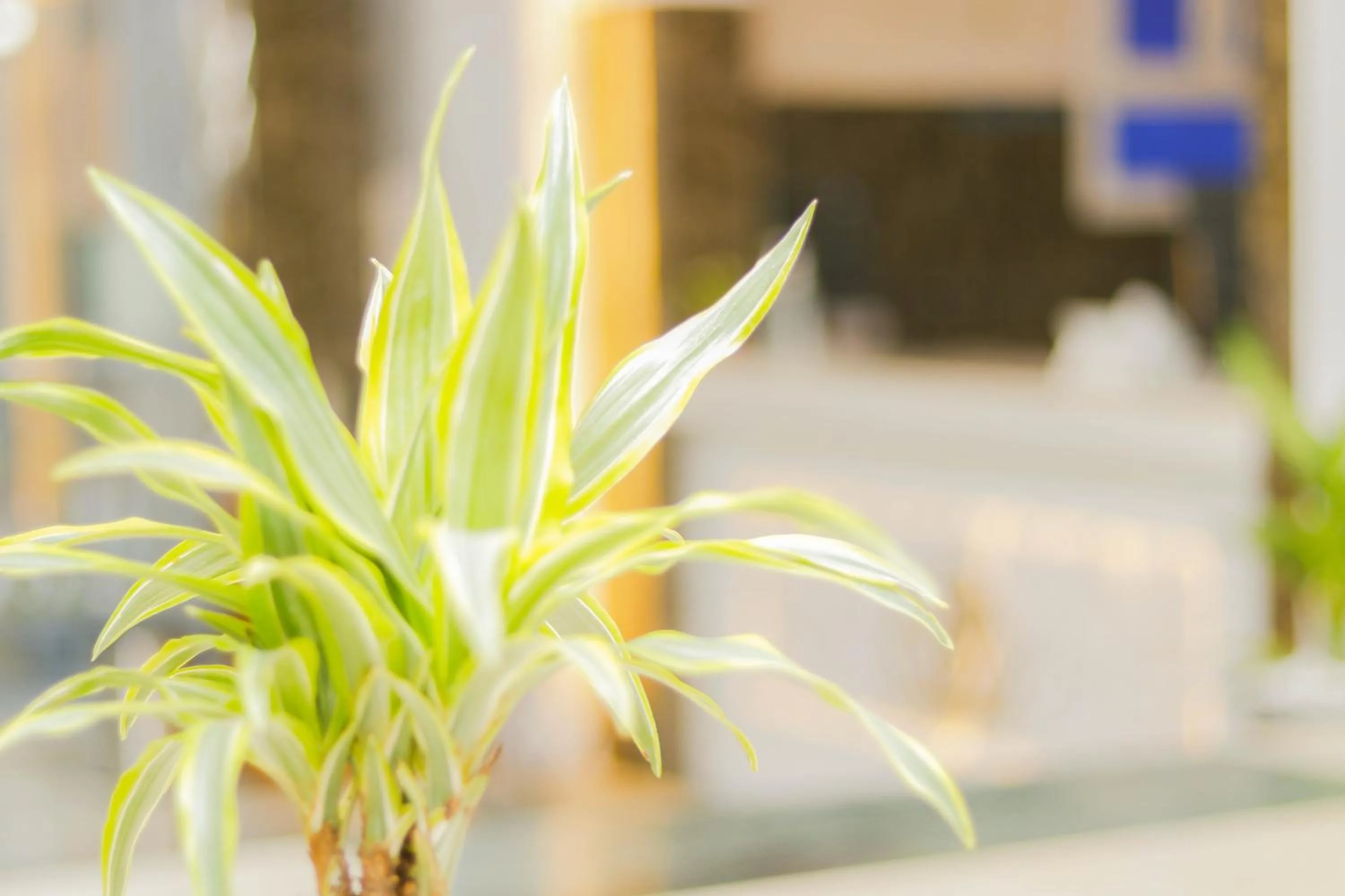 Al Farhan Dumah Al Jandal